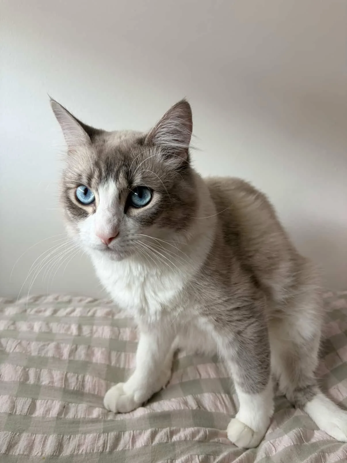 🩷AVAILABLE FOR ADOPTION🩷

 Meet Greg: The Life of the Party! 🥳🐾

If you&rsquo;re looking for a cat with a big personality and an even bigger appetite, Greg is your man! 🐈 He&rsquo;s an independent, fun-loving guy who&rsquo;s more &ldquo;cool roo