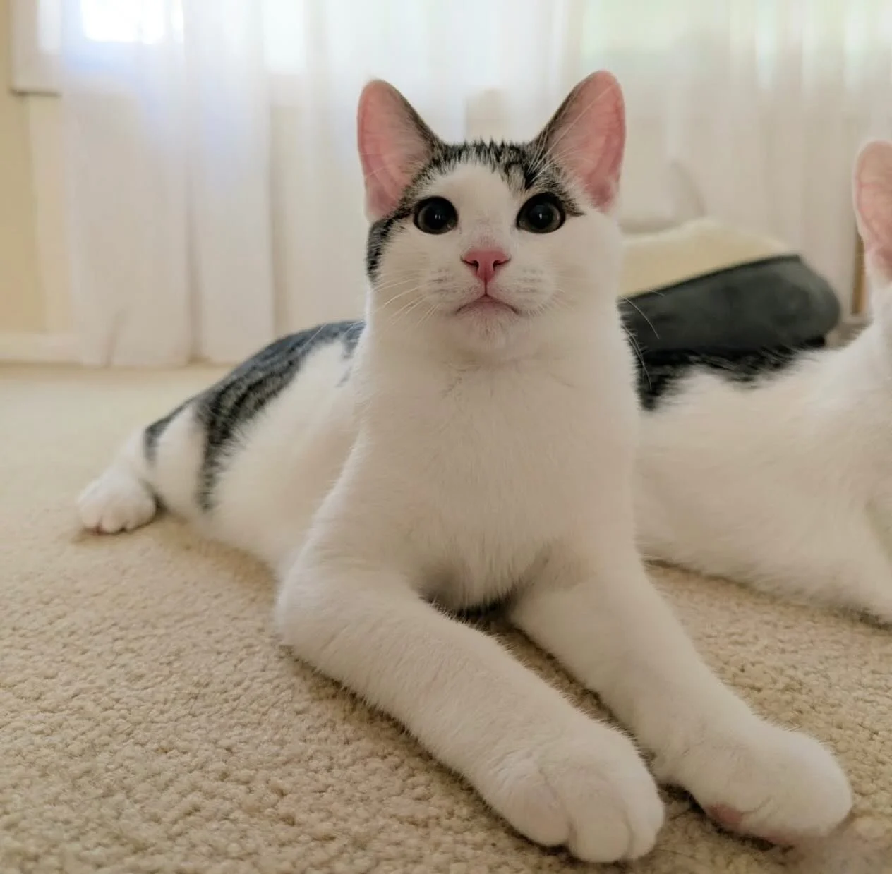 💔 Overlooked, ignored, and even called &ldquo;ugly.&rdquo;

It&rsquo;s a hard truth in rescue: not every kitten gets the same &ldquo;wow&rdquo; factor from the public. While black cats have long faced a stigma, in our experience, it&rsquo;s often th