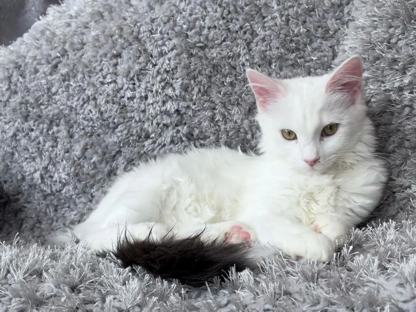 🩷AVAILABLE FOR ADOPTION 🩷

Meet Velma: The Gentle Shadow 🌸✨

If you have a quiet home and a patient heart, Velma is waiting to bloom for you. She is a soft-natured soul who finds her bravery through the company of others.

The Scoop 🍦

The Quiet 