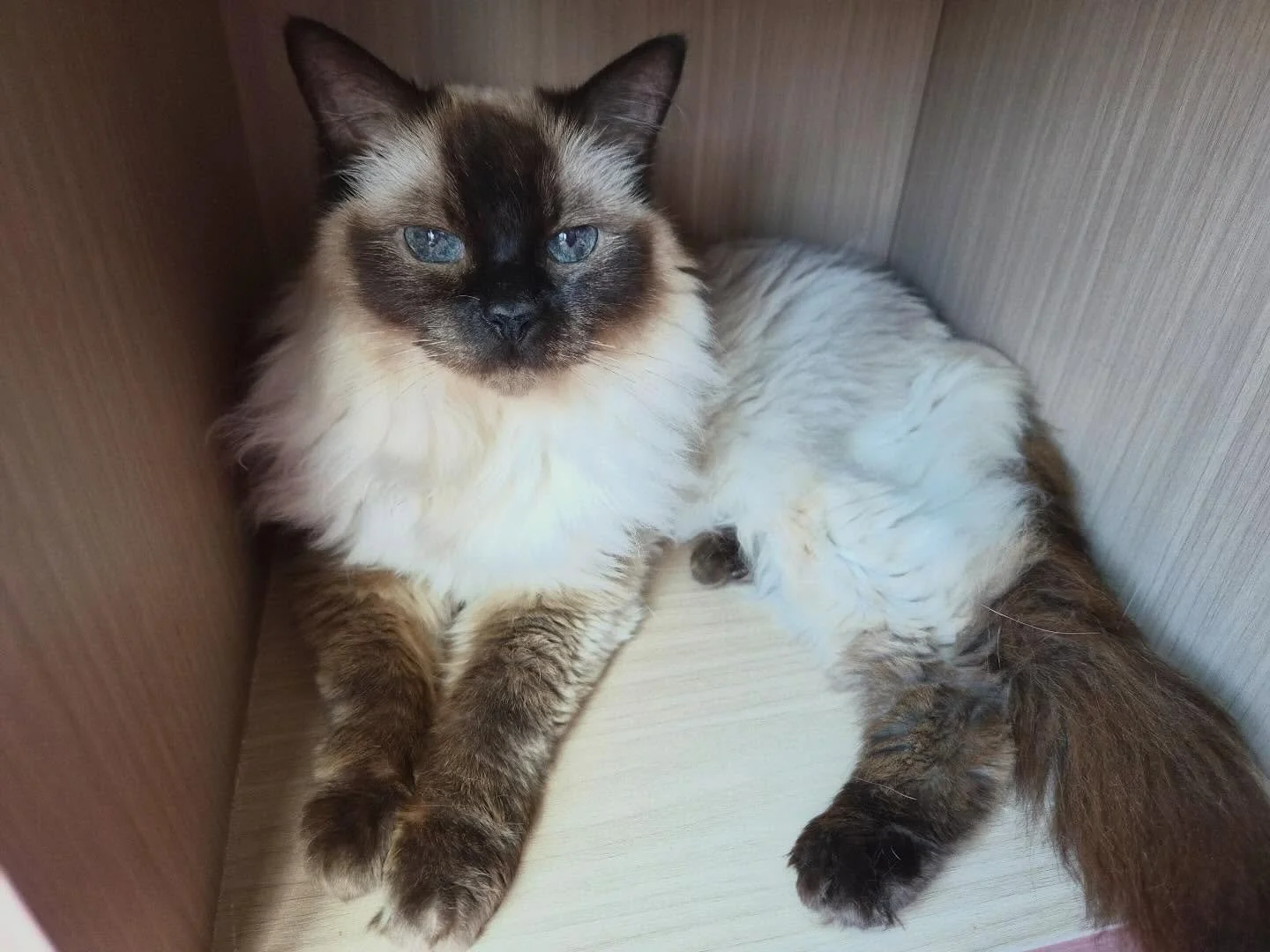 🩷 AVAILABLE FOR ADOPTION 🩷

Meet Isabella 💎✨

With her stunning sapphire eyes and dignified charm, this 8-year-old beauty is a true diamond in the rough.
Independent and curious, Isabella loves exploring her surroundings and keeping a watchful eye