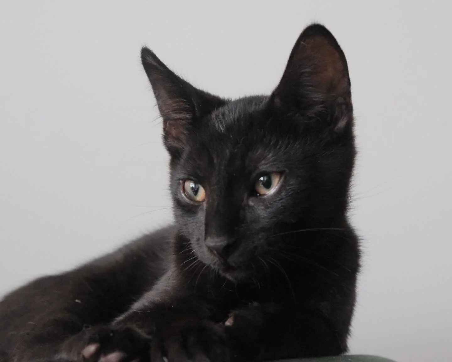 🩷AVAILABLE FOR ADOPTION 🩷

✨ Meet Louie: The Little Kitten with a Big Voice! ✨
If you&rsquo;re looking for a kitten who actually participates in your life, meet Louie! This confident, expressive, and delightfully vocal boy is ready to tell you all 