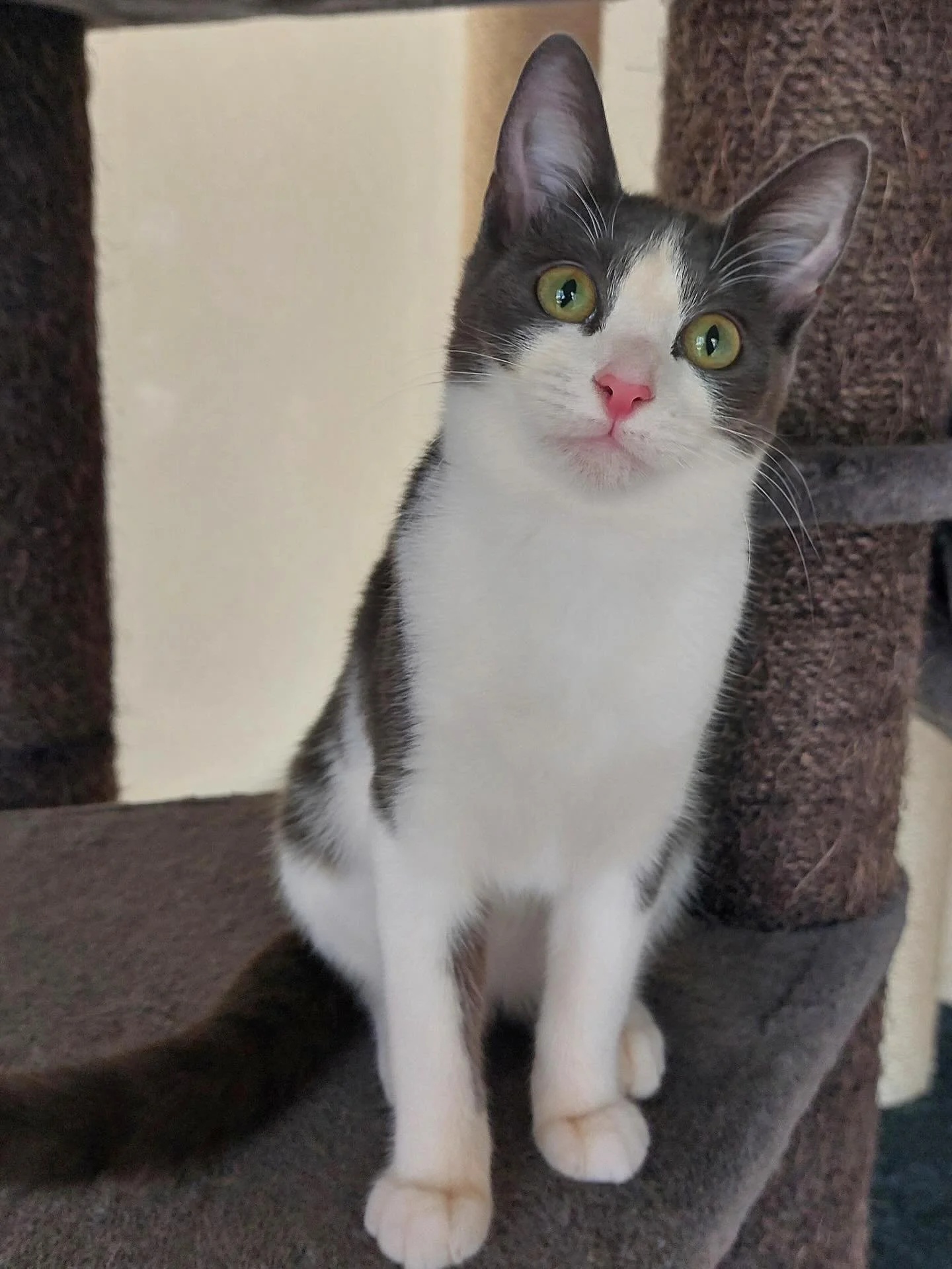 🩷AVAILABLE FOR ADOPTION 🩷

Meet Mae!

Mae came into care with her young mum and her three siblings after a rough start in life. Gentle and quiet, her confidence is growing rapidly, and is more than ready for her forever family.

She&rsquo;s incredi