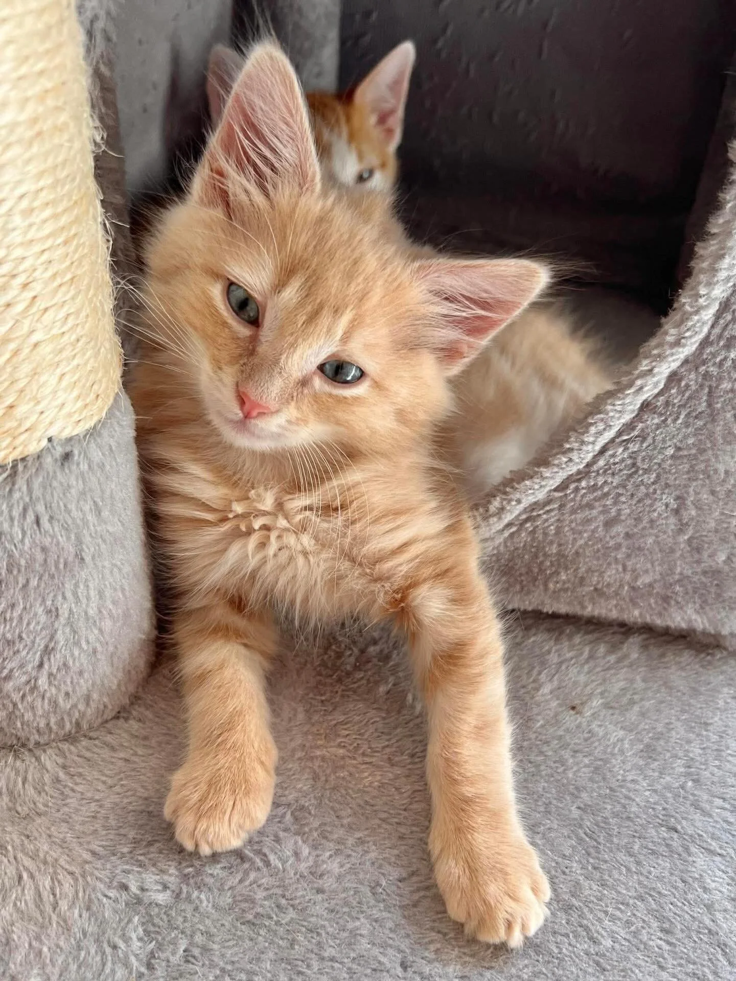 🚨 FINAL COUNTDOWN: WE NEED YOUR VOTES! 🐾

Rescue Cats of Melbourne is in the running for a share of $20k, and we need our incredible community to help us cross the finish line! 🏁

Whether it&rsquo;s providing 2 a.m. bottle feeds for neonates or en