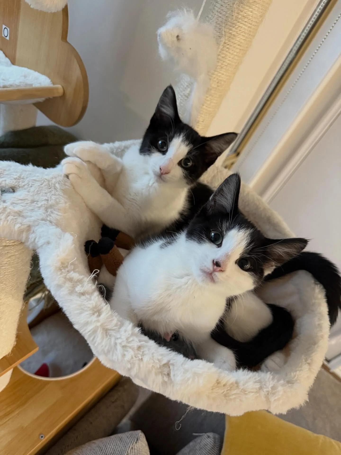 Meet Mittens and Dot✨

These beautiful babies are officially looking for their forever home🏡✨

Think you have the perfect spot on your couch for these cuties? Here&rsquo;s how to apply:

📖 Read their bios: Head to our Pet Rescue page (link in bio) 
