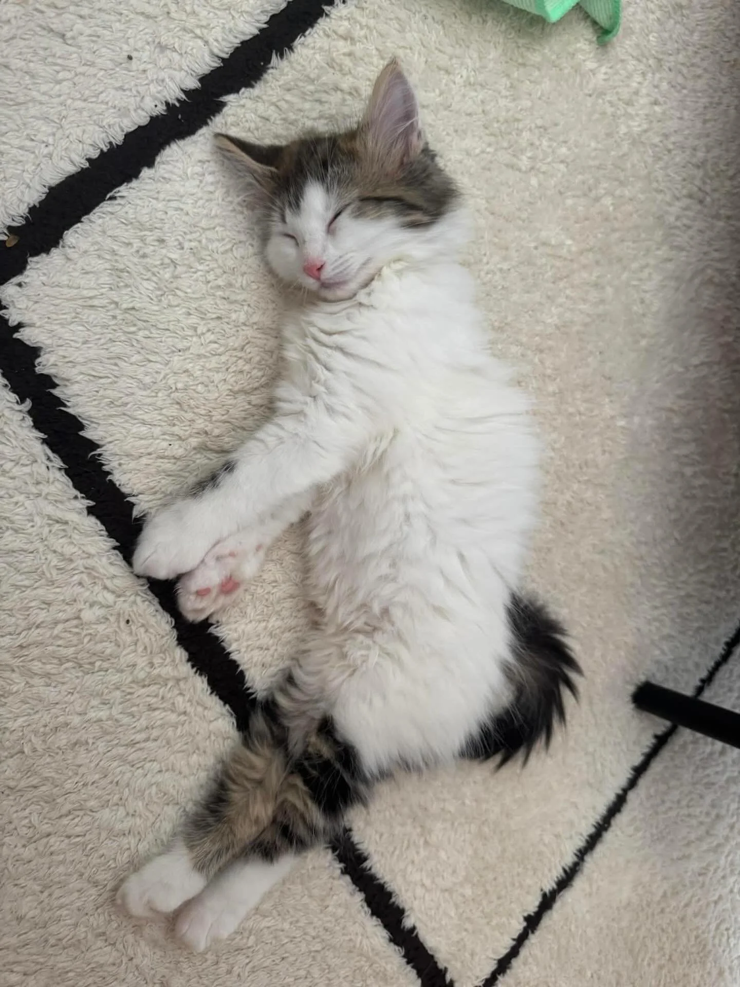 Who else has clocked out for the long weekend? 🤭

#catsofinstagram #fosteringsaveslives #kittensofinstagram