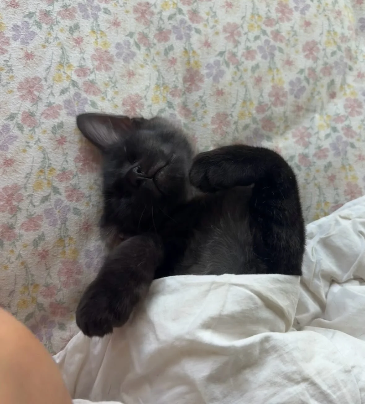 Meet Fluffy, Jelly and Ember✨

These beautiful babies are officially looking for their forever home🏡✨

Think you have the perfect spot on your couch for these cuties? Here&rsquo;s how to apply:

📖 Read their bios: Head to our Pet Rescue page (link 