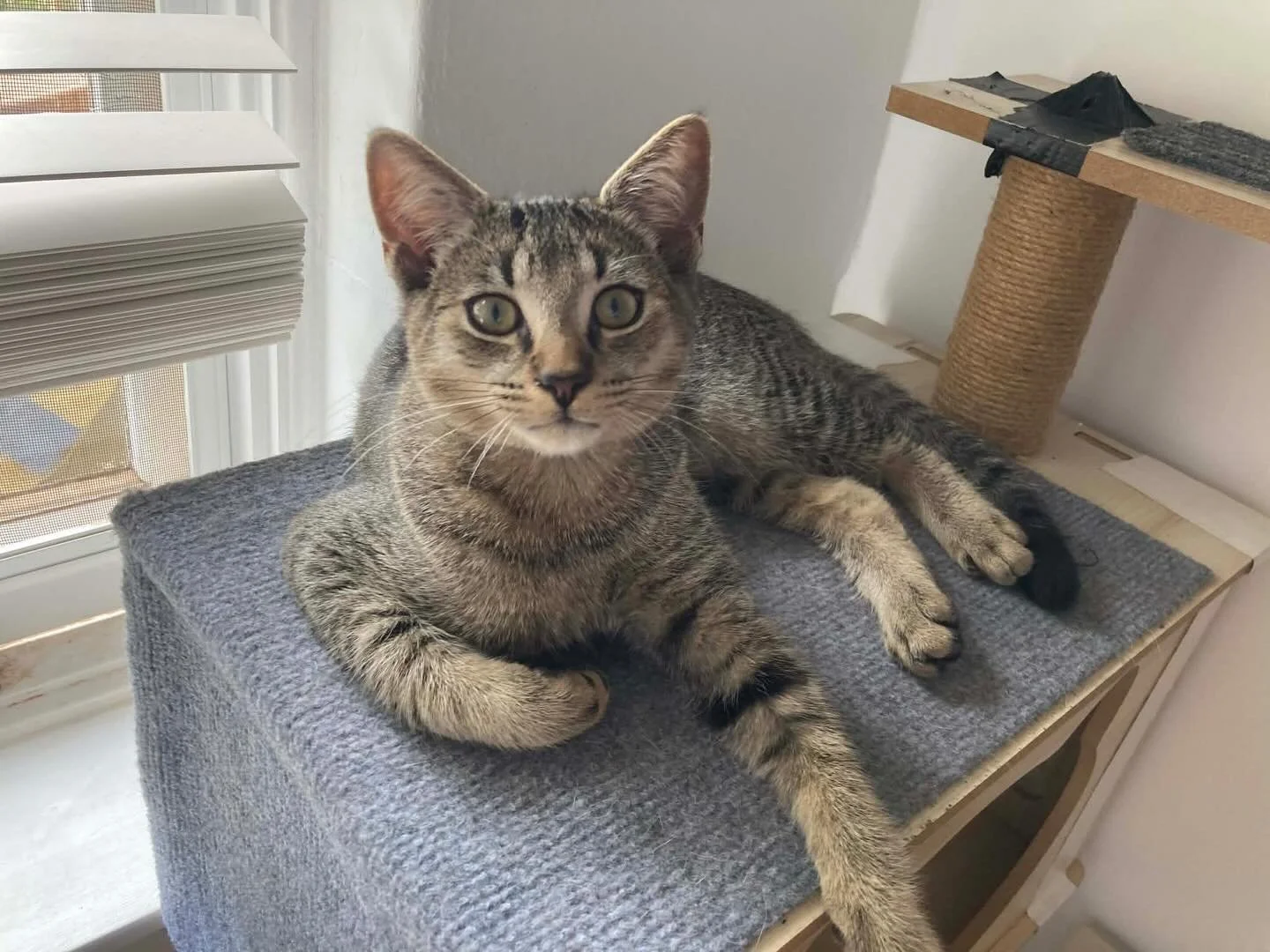 Meet Fern: Tiny, Mighty &amp; Total Chaos! 🌿

Looking for a &ldquo;class clown&rdquo; in kitten form? Fern is your guy! He packs a massive personality into a small package and ensures there is never a dull moment.

The Athlete: Professional zoomies 