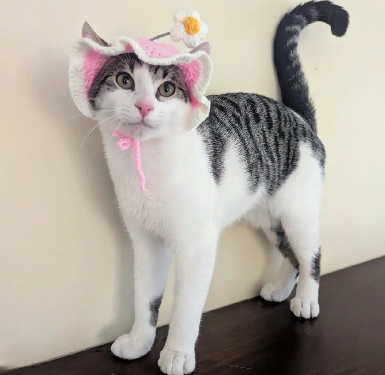 Is anyone looking for a little magic named Rune? ✨

We hope everyone had a wonderful, chocolate-filled Easter weekend! While most of us were celebrating, this little soul was still waiting... and waiting. It breaks our hearts to share that despite hi