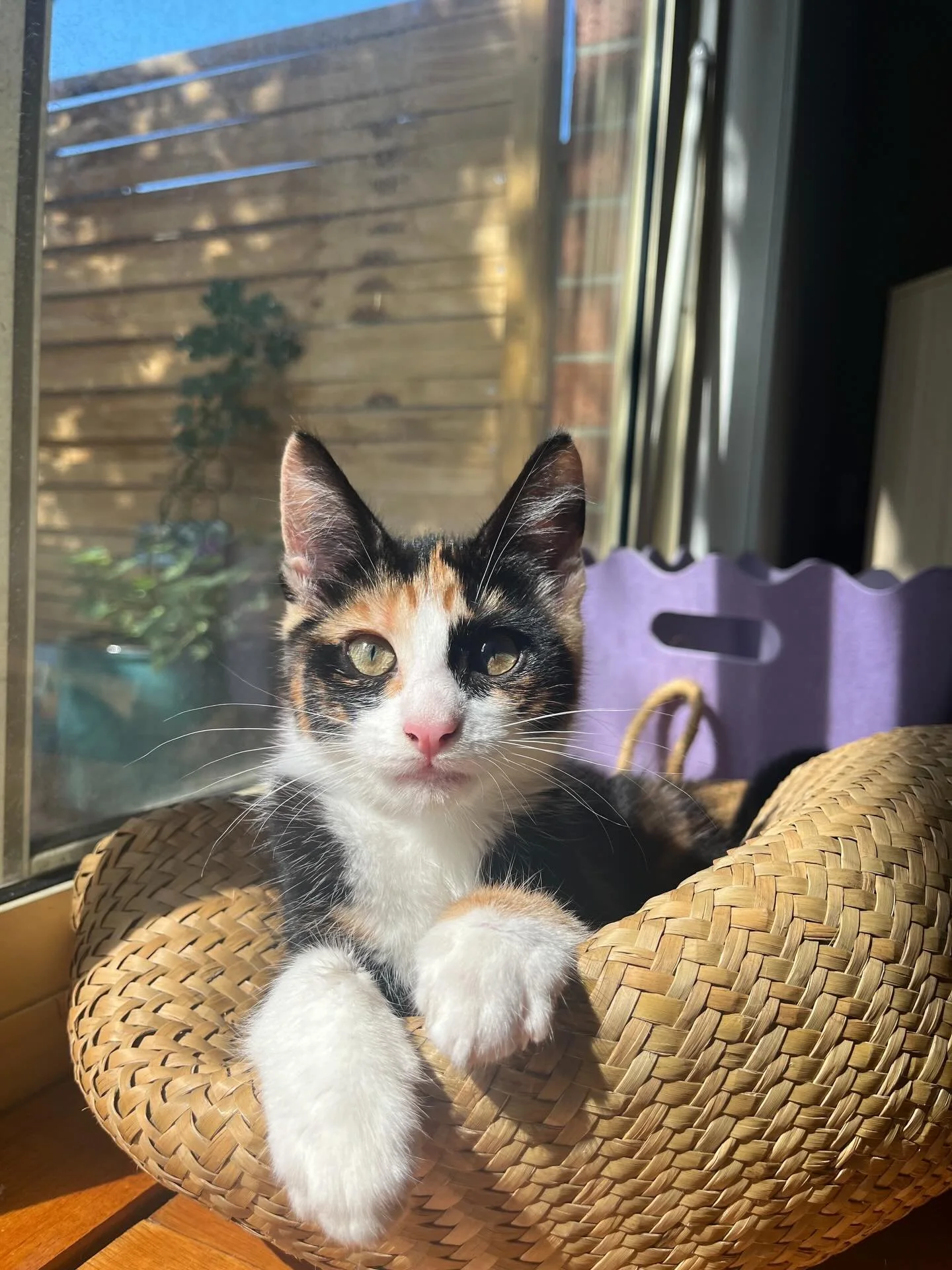 ✨Meet Katie: The Independent Explorer! ✨

Looking for a kitten with a massive heart and an even bigger personality? Meet Katie, a girl who truly knows her worth! 👑 She &ldquo;loves big,&rdquo; but she does it entirely on her own terms, making every 