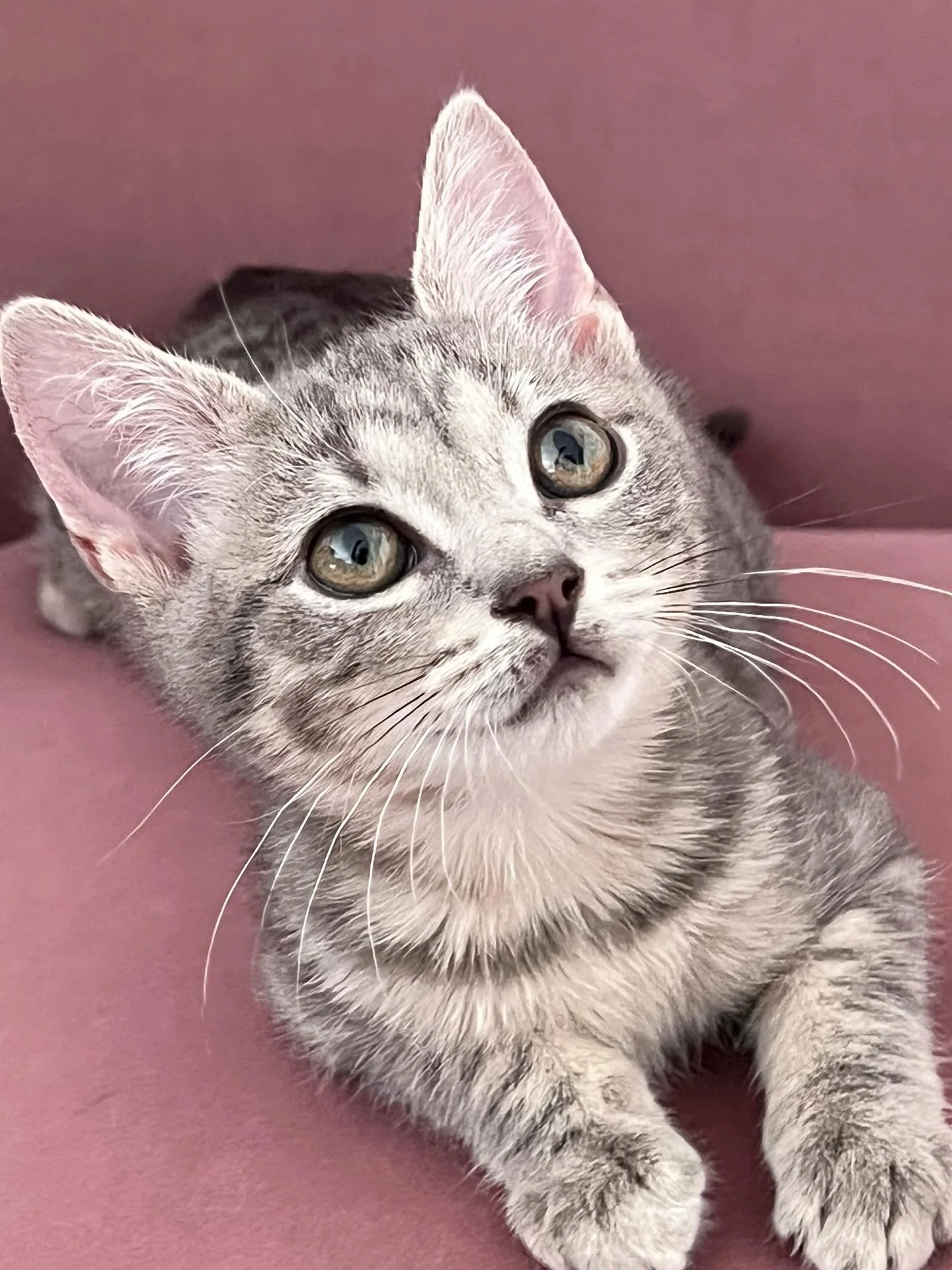 We have some very special, last-minute additions joining our meet and greet lineup today! If you&rsquo;ve been looking for a sign to come visit, this is it.

Please give a warm welcome to our newest attendees:
✨ Seraphina
✨Sprinkle
✨ Toffee 
✨Chip
✨ 