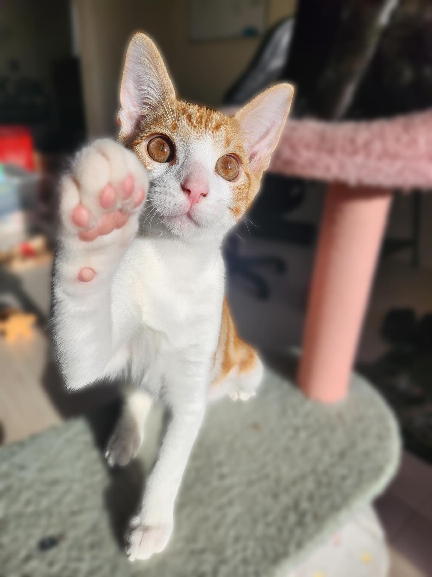 🩷AVAILABLE FOR ADOPTION🩷

🥨 Meet Pretzel: The Fearless Fun-Machine! 🥨

Looking for 100% personality and 200% energy? Say hello to Pretzel! 🚀 This &ldquo;Velcro&rdquo; lad doesn&rsquo;t just want to be in the room&mdash;he wants to be right in th