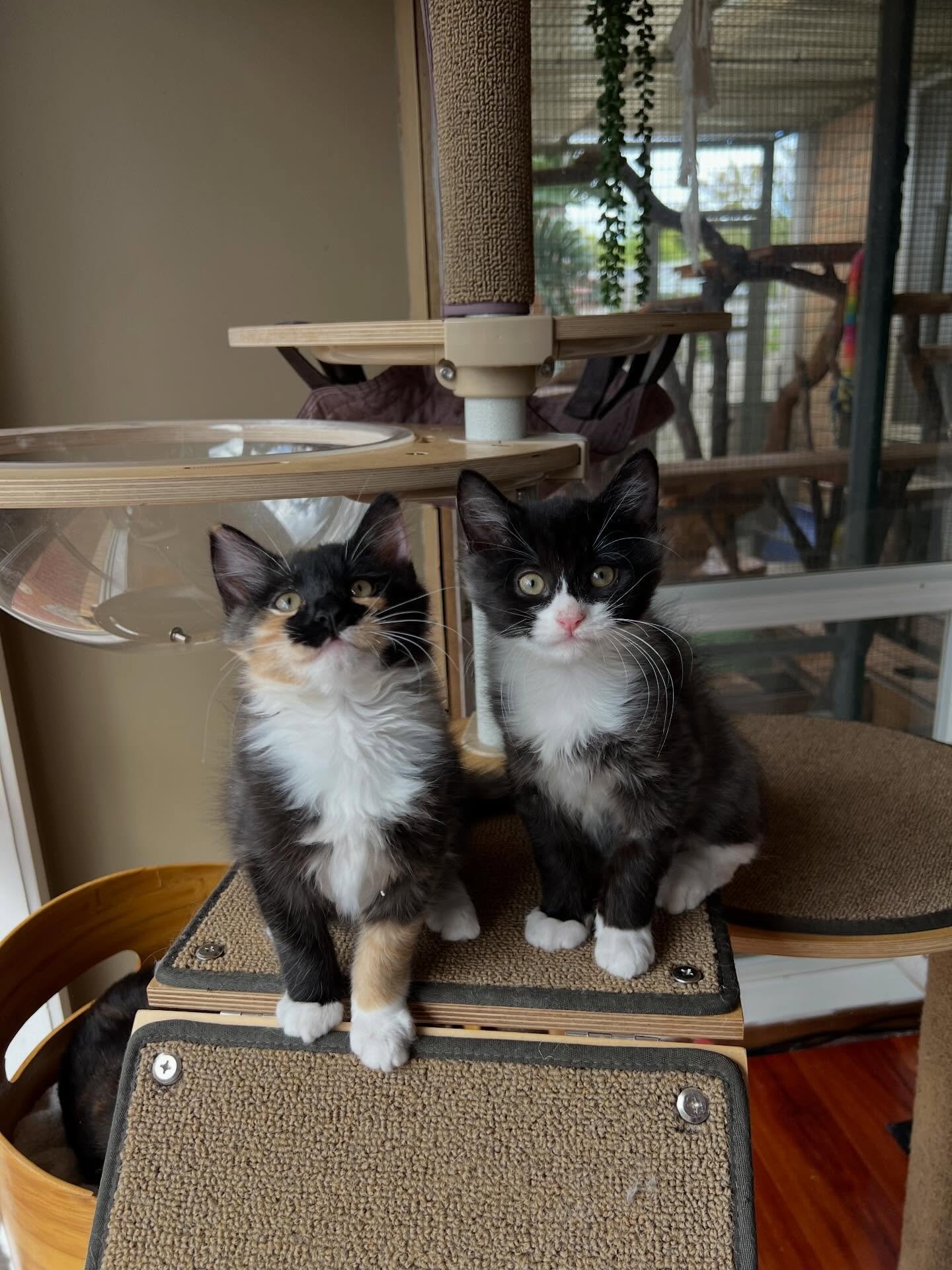 🩷AVAILABLE FOR ADOPTION🩷

Meet Marigold &amp; Bruce: The Sweetest Sibling Duo 🌼🖤

Looking for double the love? Meet Marigold and Bruce, a bonded brother and sister who perfectly balance playful energy with heart-melting cuddles.

The Personalitie