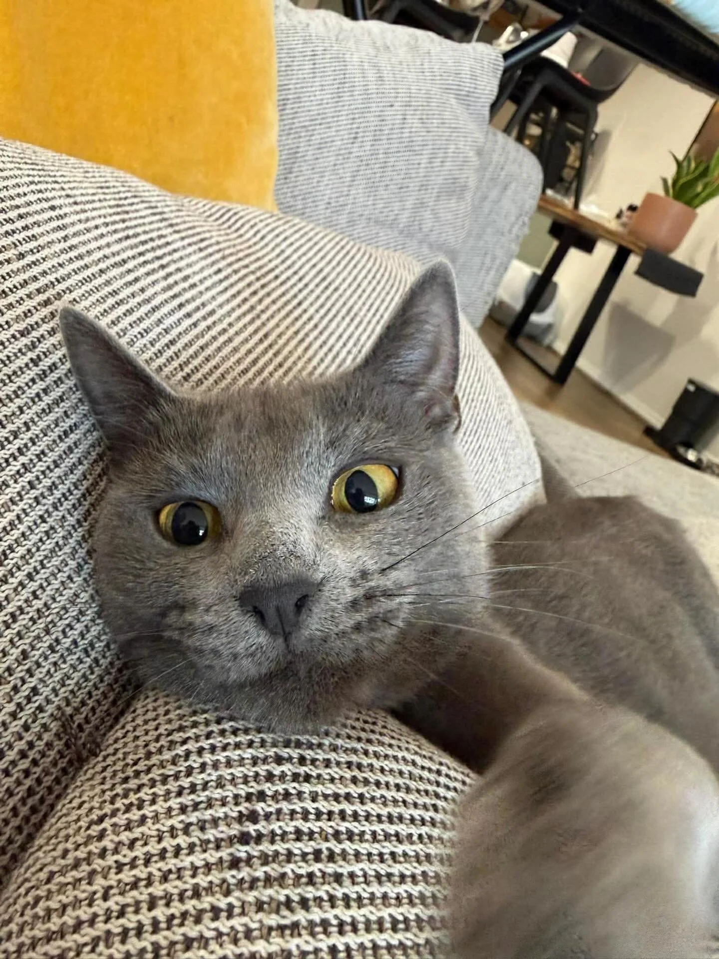 Monday Mood with Havana 🐾

That face you make when you realise it&rsquo;s only Monday and there are four more days of napping until the weekend.

Havana is serving some serious &ldquo;Is the coffee ready yet?&rdquo; energy today! While she&rsquo;s b