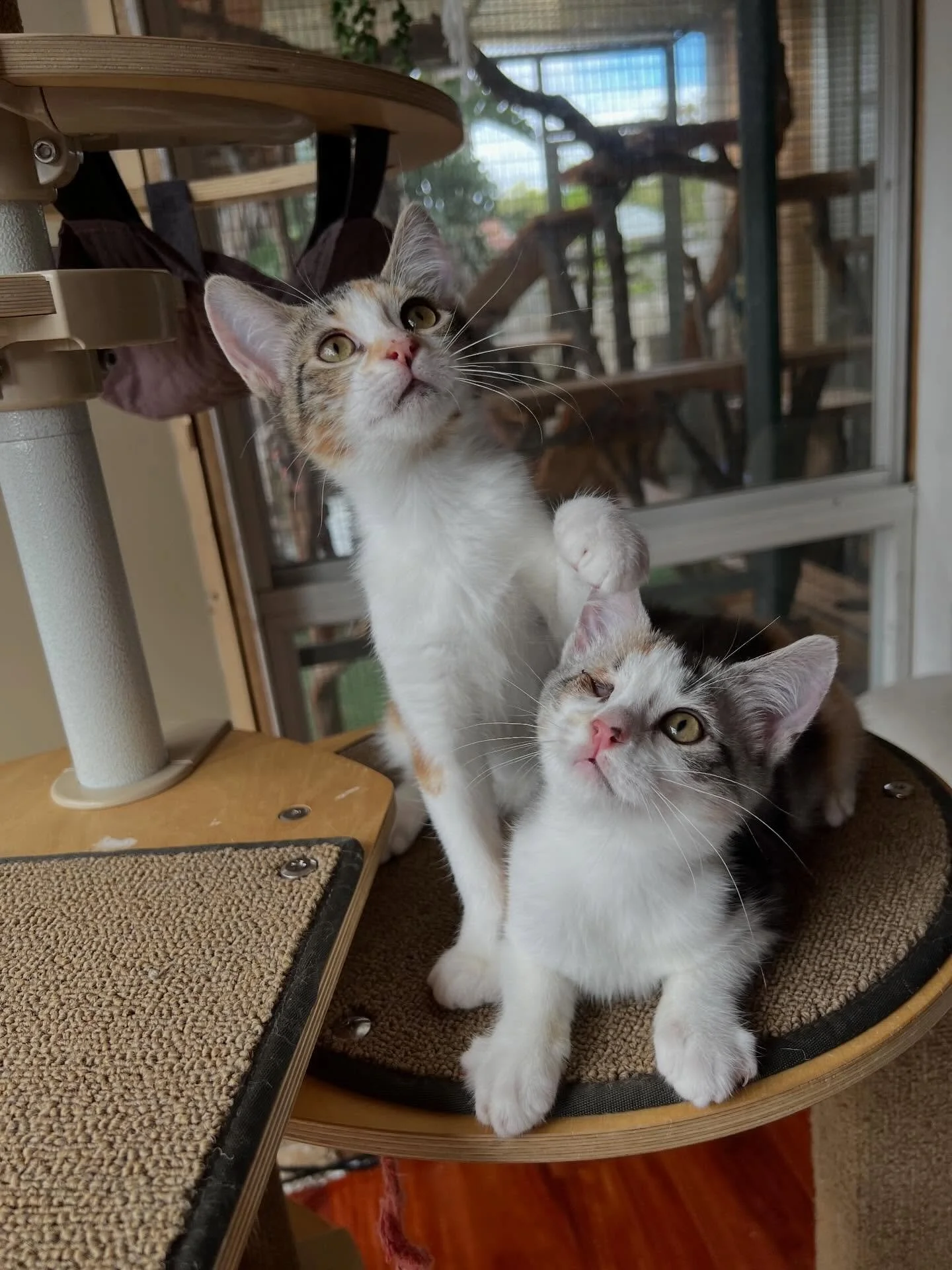 🩷AVAILABLE FOR ADOPTION🩷

Meet Marmalade &amp; Honey: The Sweet &amp; Sassy Duo! 🍯🍊🐾

Looking for double the purrs and twice the personality? Meet Marmalade and Honey, a bonded pair of calico sisters ready to turn your home into their royal king