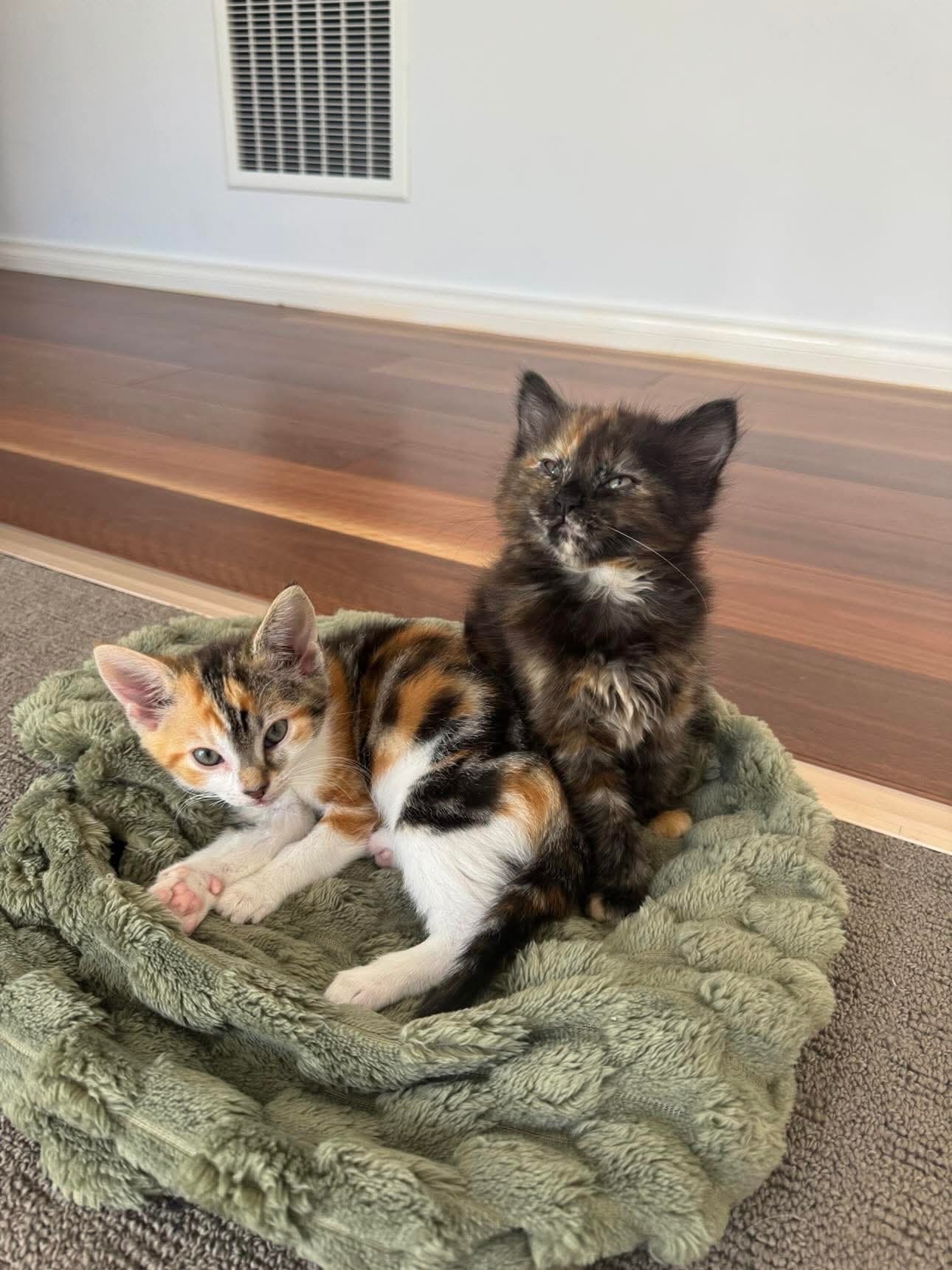 🐾 Change a Life, One Purr at a Time! 🐾

Are you looking to make a tangible impact on animal welfare right here in Victoria? Our rescue is currently searching for dedicated, passionate foster carers to join our mission and help us save more lives!

