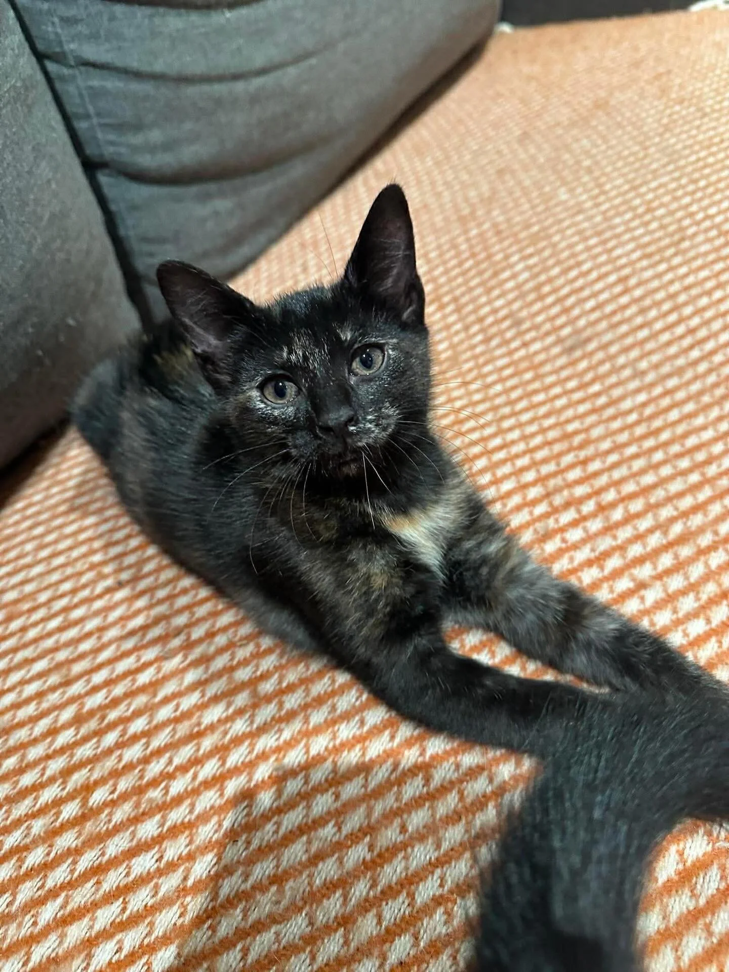 🩷AVAILABLE FOR ADOPTION🩷

Meet Iris, Clarabelle, Cooper and Daphne✨

These beautiful babies are officially looking for their forever home🏡✨

Think you have the perfect spot on your couch for these cuties? Here&rsquo;s how to apply:

📖 Read their 