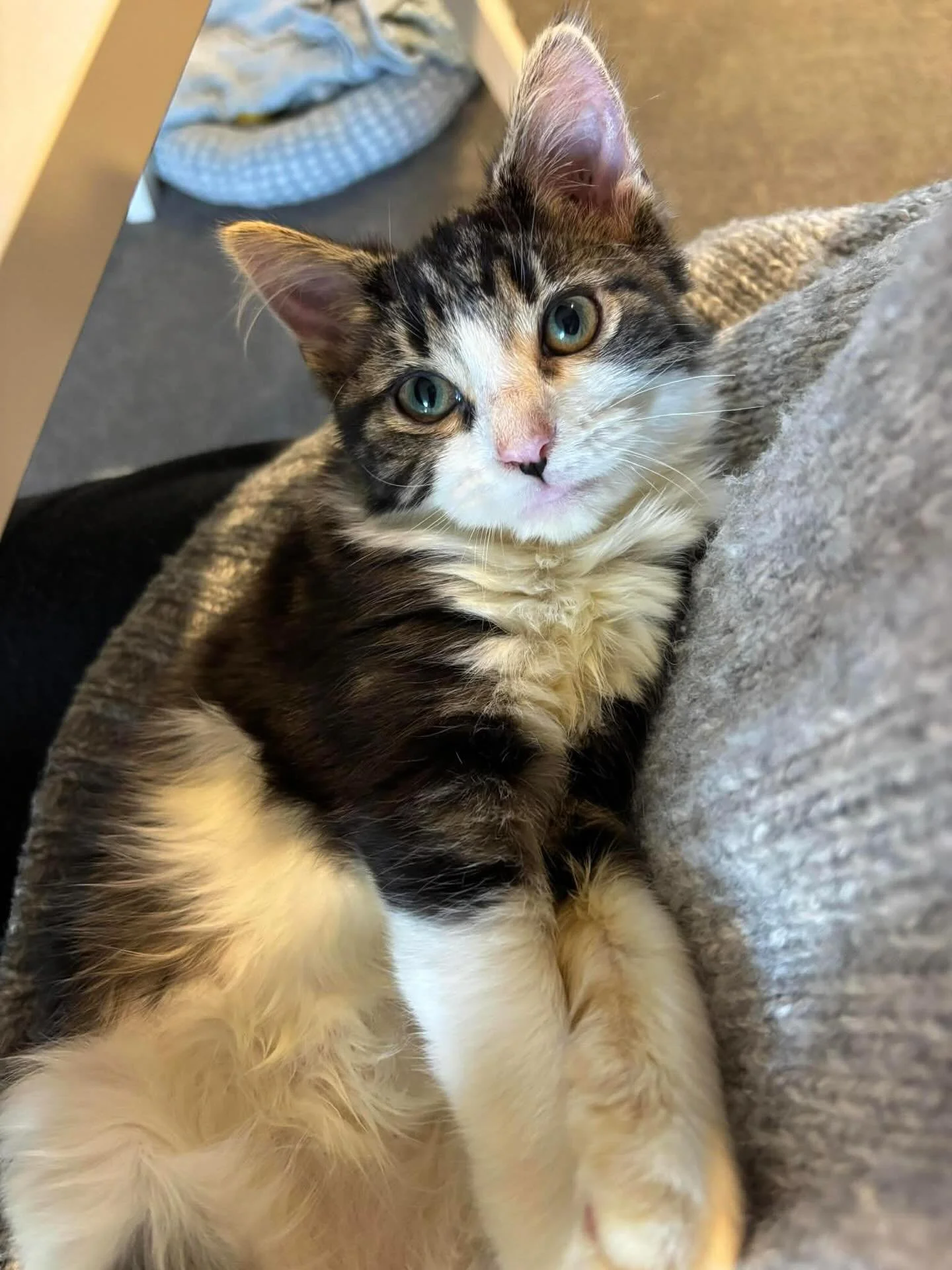 🩷AVAILABLE FOR ADOPTION🩷

Meet Gizmo: The Shy Cuddle Queen 👑🐾

Gizmo had a rocky start, but she has blossomed into a healthy, affectionate girl ready for her forever home. While she&rsquo;s got a playful side, this gentle soul is truly a professi