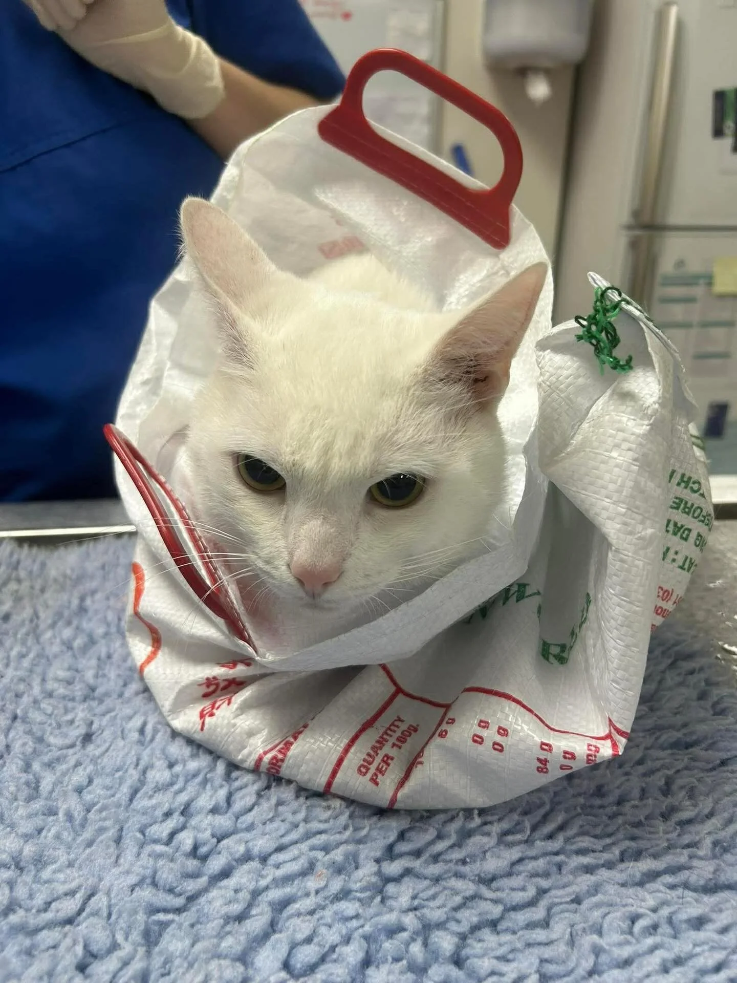 This has been a heavy week for all of us, and honestly, it&rsquo;s getting harder to find the words.

We keep waiting for the end of kitten season, but the reality is that the influx of vulnerable lives isn&rsquo;t slowing down, it&rsquo;s accelerati