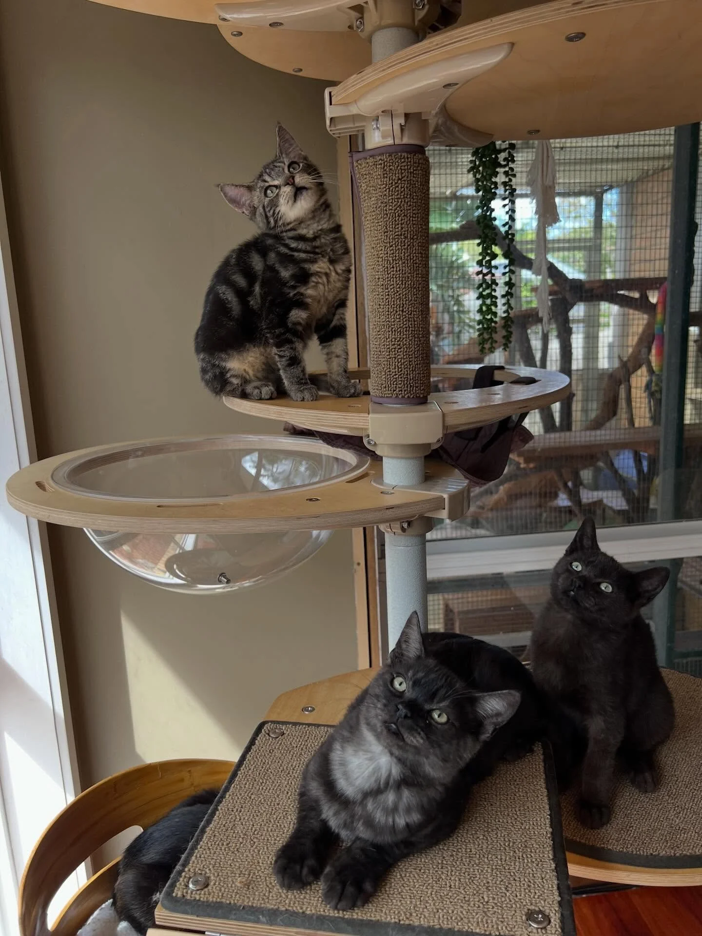 Thistle, Smokey and Charcoal will be at Pet O in Springvale today! Come on down to say hello and give them a cuddle 🥰🥰

#cats #kittiesofinstagram #fosterkittensofinstagram