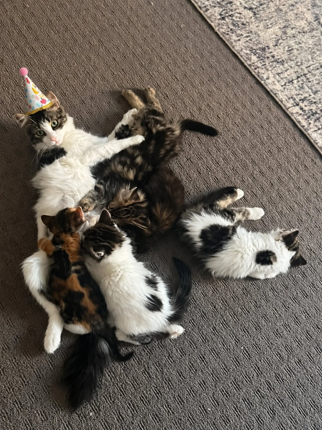 We are incredibly excited to share some amazing news with our community 💙

Rescue Cats of Melbourne has been successful in securing funding through the Animal Welfare Victoria Grants Program &ndash; Round 13 🎉

Thanks to this highly competitive gra