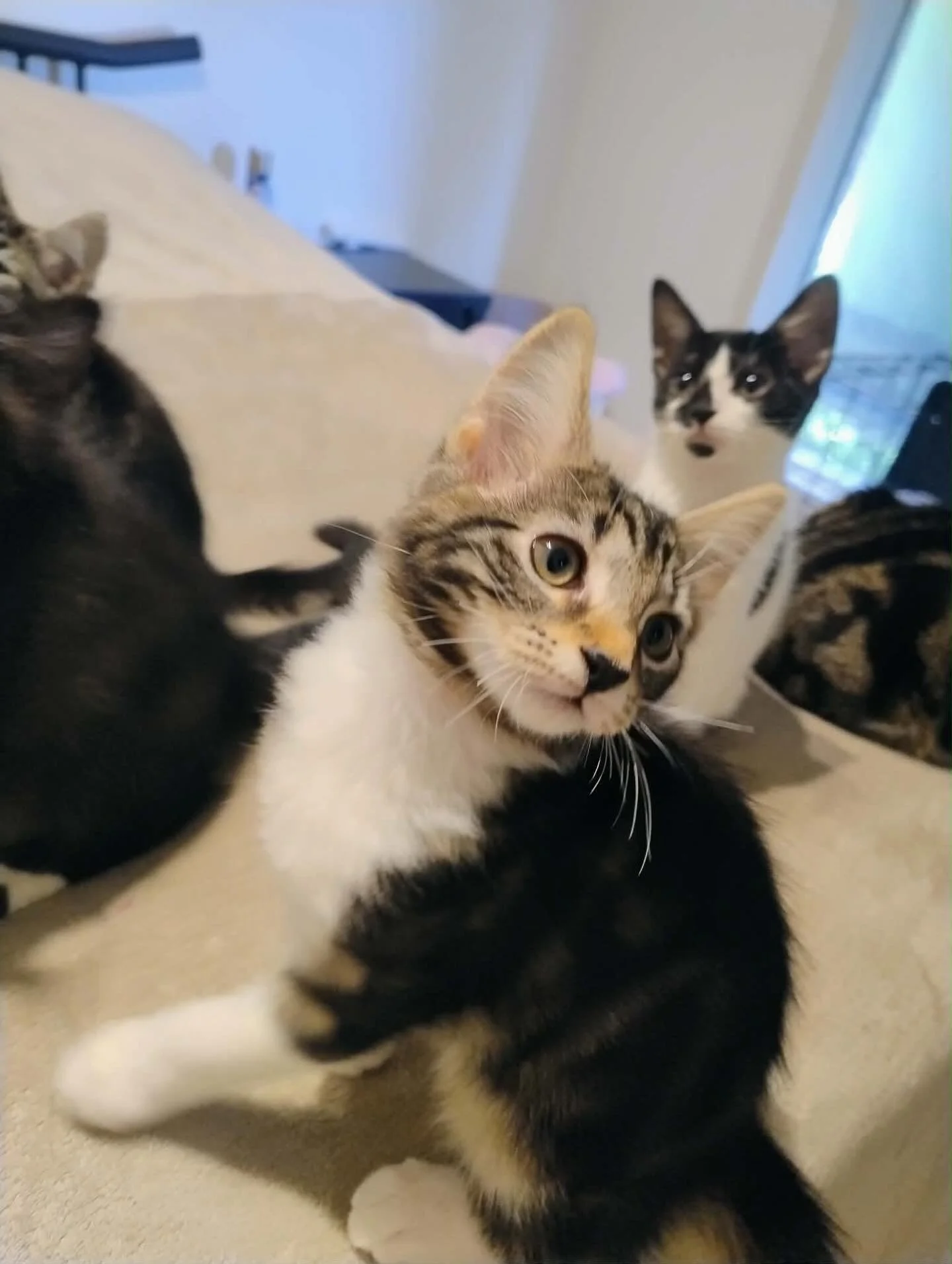 🩷AVAILABLE FOR ADOPTION 🩷

Meet Jellybean: The Sweetest Little Firecracker! 🍬

If you&rsquo;re looking for a kitten with a &ldquo;cheeky&rdquo; streak and a heart of gold, Jellybean is your girl! She&rsquo;s a bundle of joy who believes the whole 