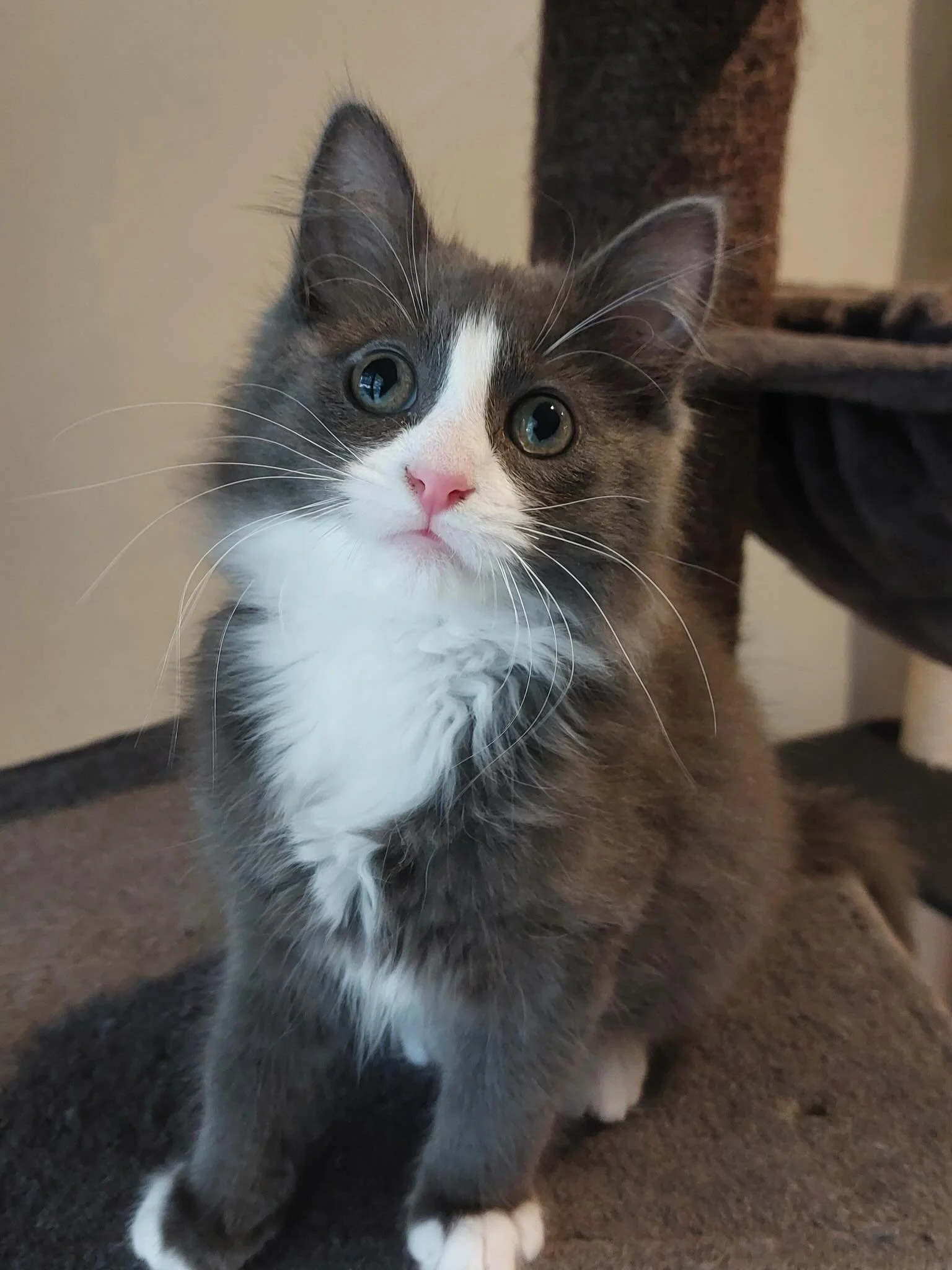 🩷 AVAILABLE FOR ADOPTION 🩷

✨Meet Marisol, Comet, Mae and Esther✨

These beautiful babies are  looking for their forever homes and have been for quite some time but have been completely overlooked 💔🏡✨

Think you have the perfect spot on your couc