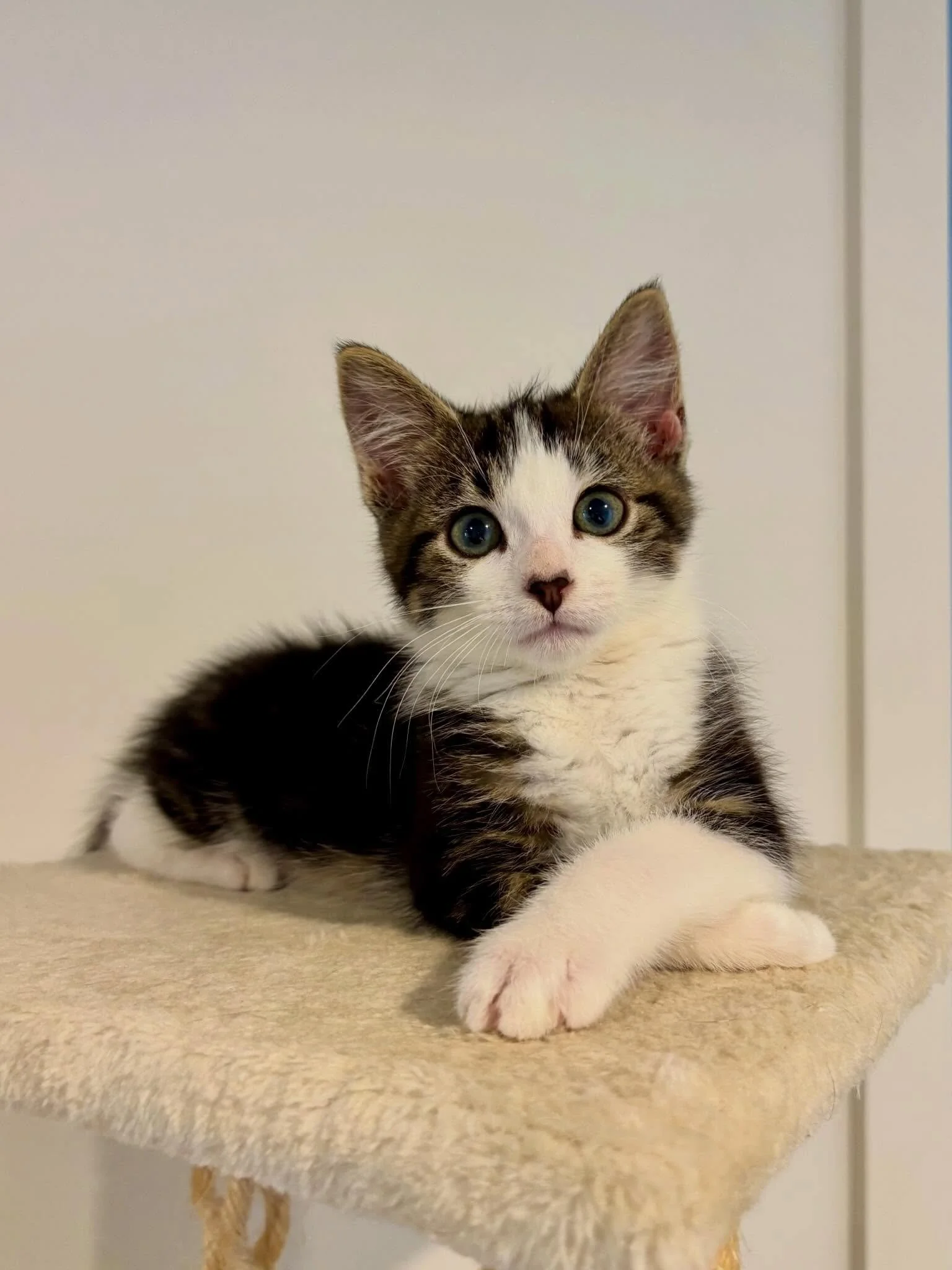 🩷AVAILABLE FOR ADOPTION 🩷

Meet Bosco: The Shoulder-Sitting Snack-Seeker 🌮🐾

If you are looking for a pint-sized adventurer with a &ldquo;larger than life&rdquo; personality, look no further. Bosco is the master of the three C&rsquo;s: Curiosity,