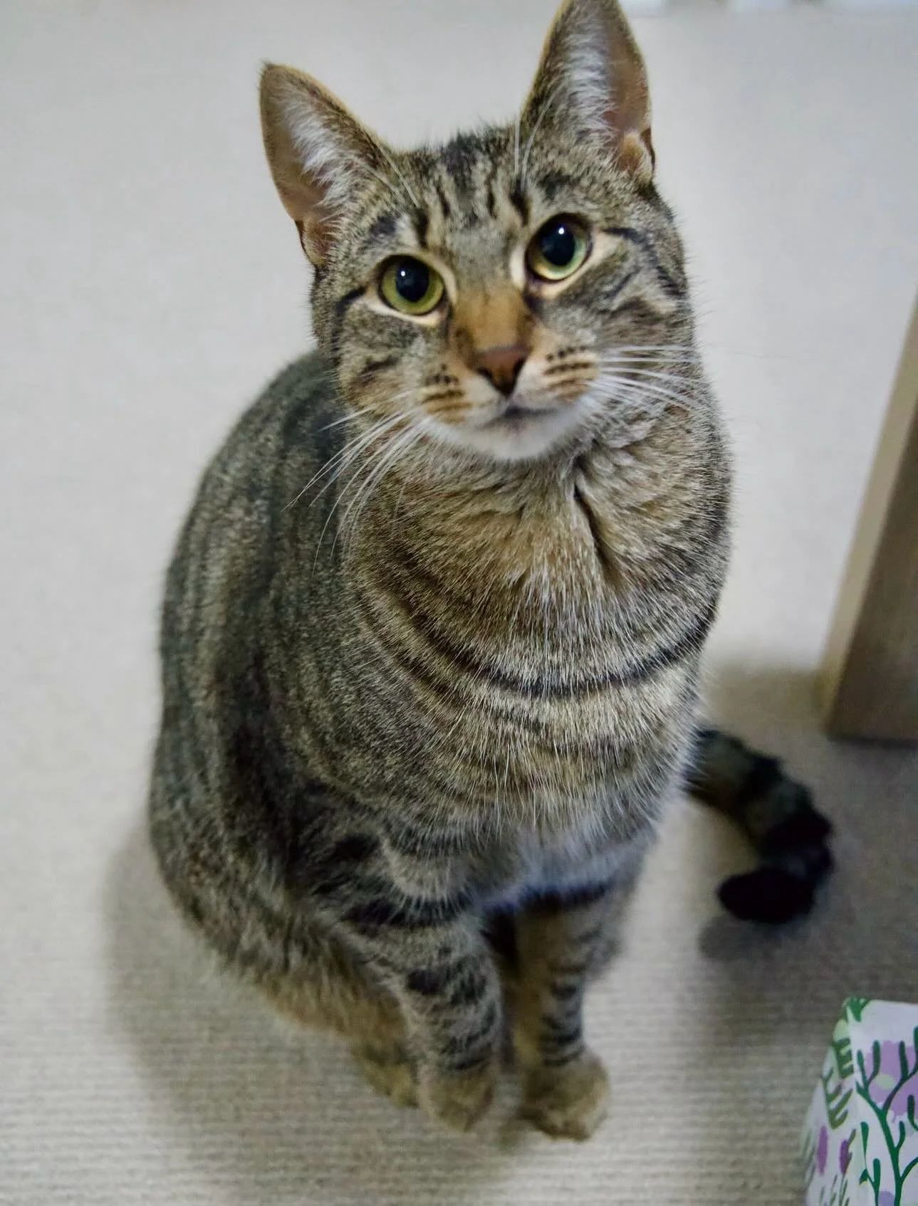 🩷AVAILABLE FOR ADOPTION🩷

Sadly Miss Wren has been returned from adoption twice due to absolutely no fault of her own💔 Let&rsquo;s share, like and comment to boost this post so we can find her her true forever home🌹

🐾 Meet Wren: Your Personal T
