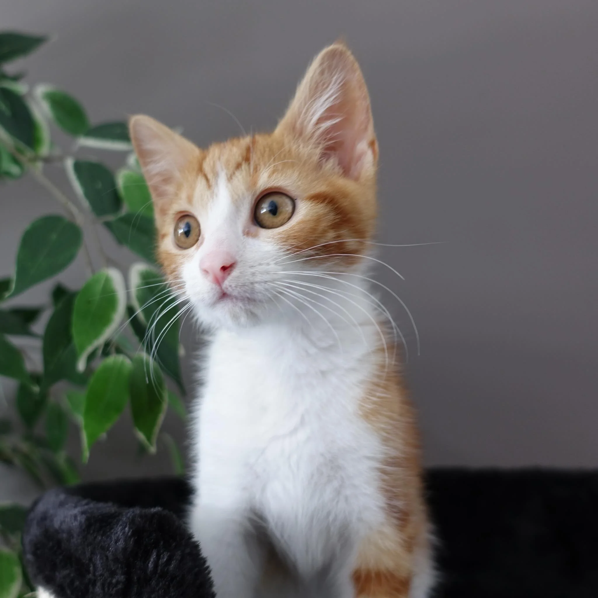 🧡AVAILABLE FOR ADOPTION🧡

Meet Tiger 🐾👑

Tiger is a classic ginger kitten with a bold personality and a heart as big as his energy. True to his name, he loves being up high&mdash;perched on the tallest cat tree, surveying his kingdom before launc