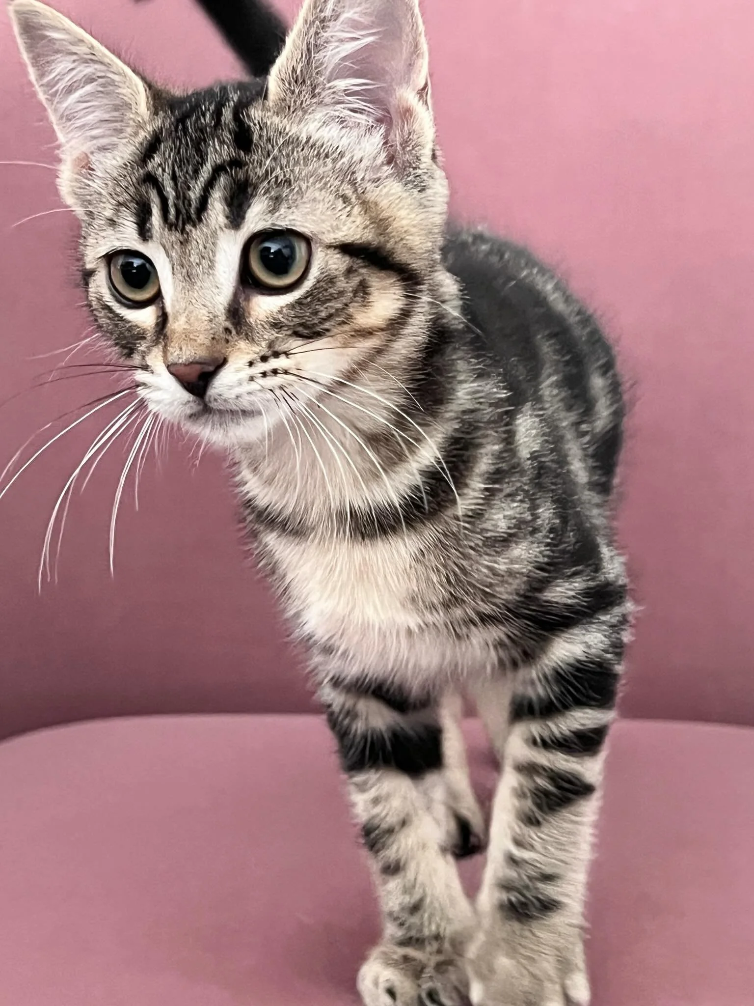 🩷 AVAILABLE FOR ADOPTION 🩷

✨Meet Toffee and Pudding✨

Think you have the perfect spot on your couch for these cuties? Here&rsquo;s how to apply:

📖 Read their bios: Head to our Pet Rescue page (link in bio) to learn about their unique personaliti
