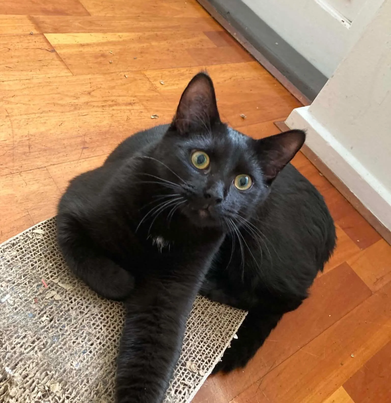 🩷AVAILABLE FOR ADOPTION🩷

Meet Alfonso: The Distinguished Gentleman 🤵&zwj;♂️🌌

Alfonso has traded his &ldquo;apprentice&rdquo; status for the role of a loyal, seasoned companion. With his signature white bowtie marking and soulful eyes, he&rsquo;