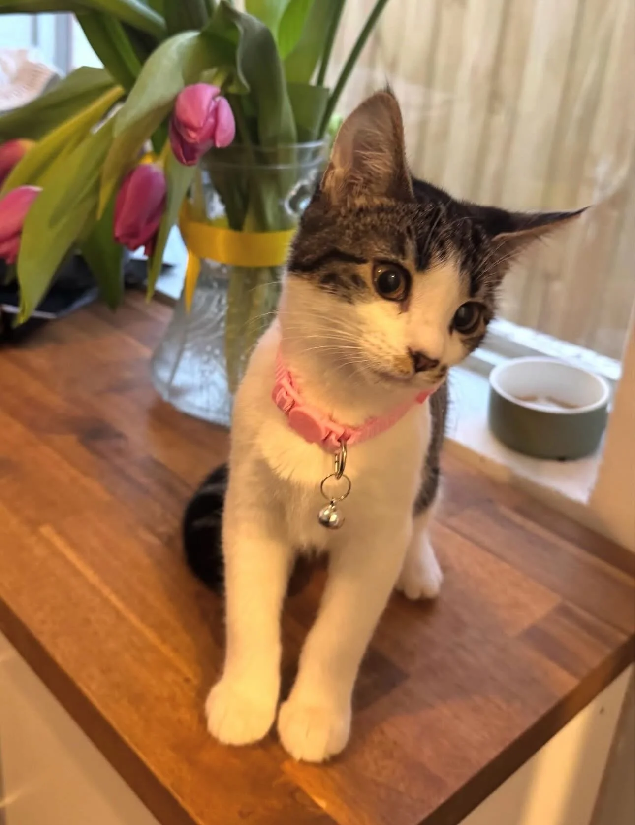 Yarra is still looking for her forever home! She is the last left out of her siblings without a family 💔she loved cuddles and being carried around like a baby🩷 is Yarra the one for you?👀

Meet Yarra 🌙🤍
Yarra is a gentle soul with a heart of gold