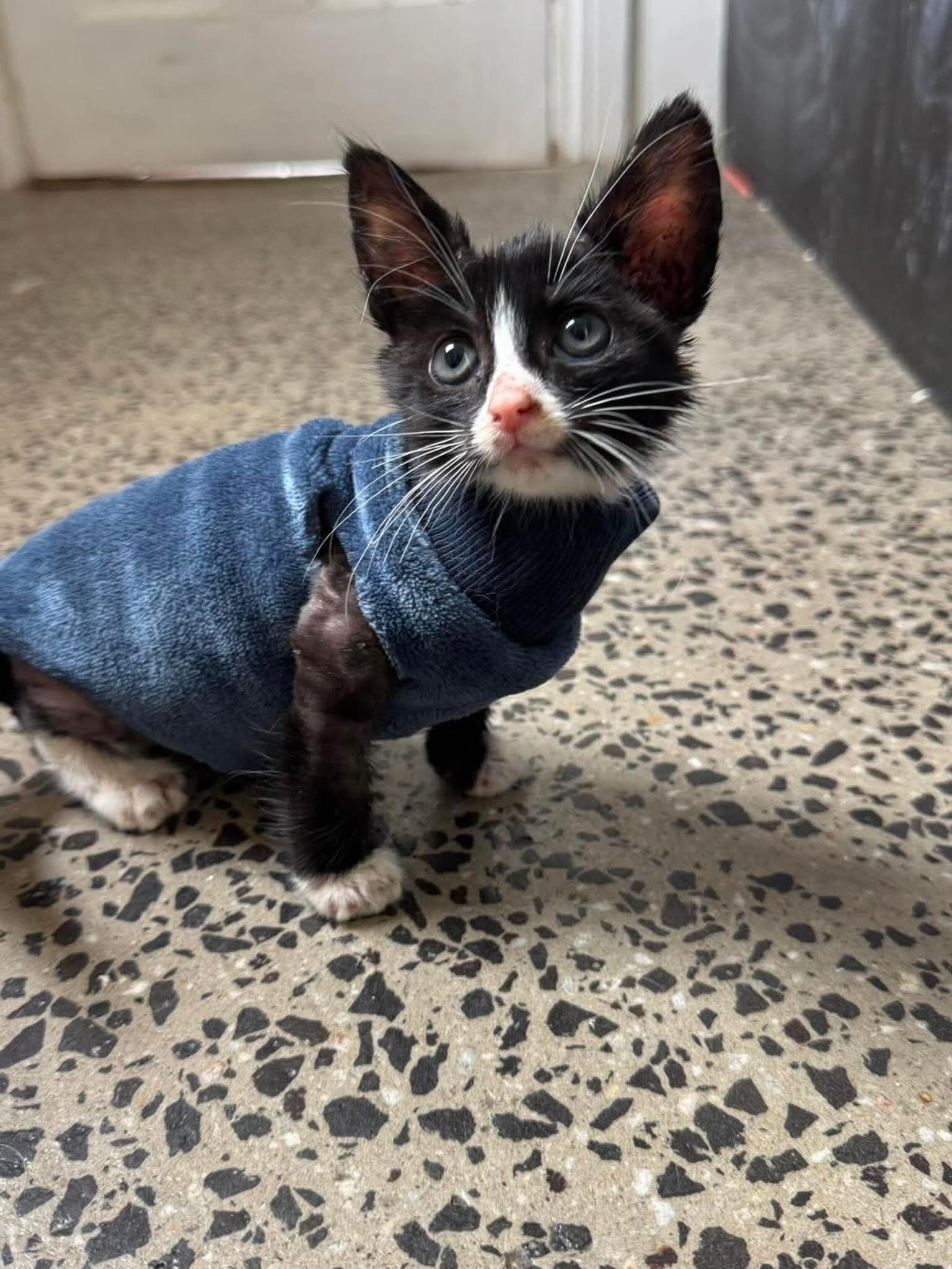 Bowie is currently stuck in his tiny coat era while we deal with ringworm. He&rsquo;s not exactly thrilled about the treatment, but at least he&rsquo;s looking as cute as ever🥰

Can&rsquo;t wait for him to be fungus-free so he can finally ditch the 