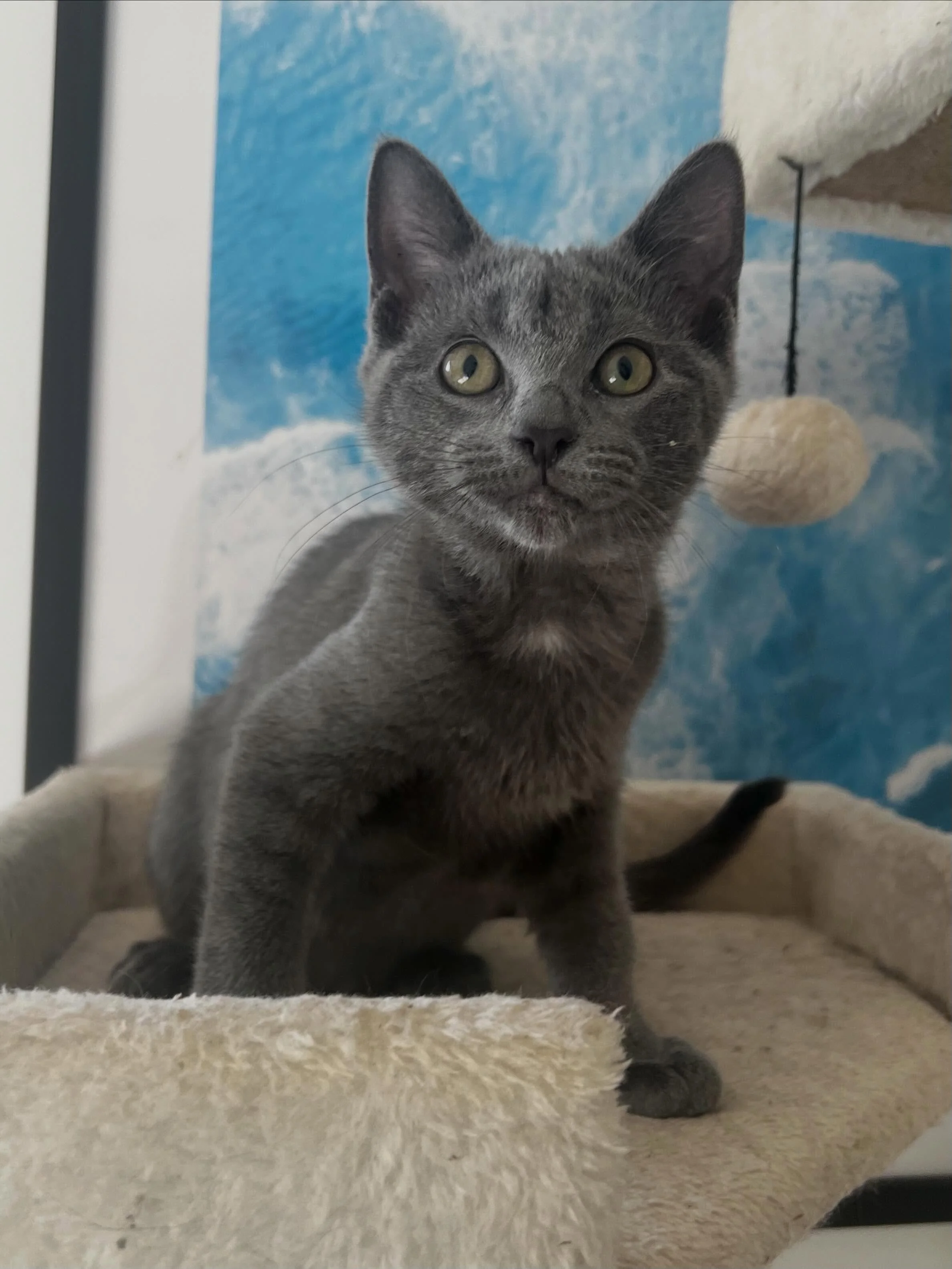 🩷 AVAILABLE FOR ADOPTION 🩷

✨Meet Elsie and Lottie ✨

Think you have the perfect spot on your couch for these cuties? Here&rsquo;s how to apply:

📖 Read their bios: Head to our Pet Rescue page (link in bio) to learn about their unique personalitie