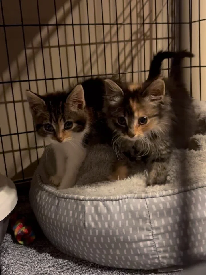 Two years. Two tiny kittens. One very long wait for a forever home 🩷

Aspen and Arizona arrived into care on the 10th of May 2024 at just 5 weeks old, after being on the euthanasia list. Scared, fragile little babies who had no idea how much love wa