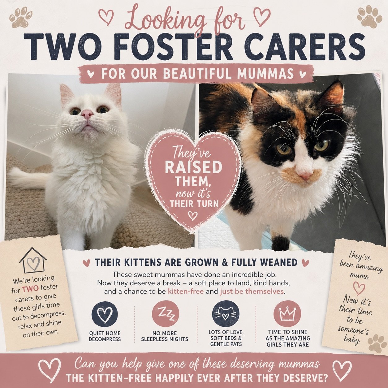 Looking for two very special foster homes 🌸

These beautiful mummas have done their job.
They&rsquo;ve raised their babies, loved them fiercely, and watched them grow into happy, healthy kittens. Now that their last litters are fully weaned, it&rsqu