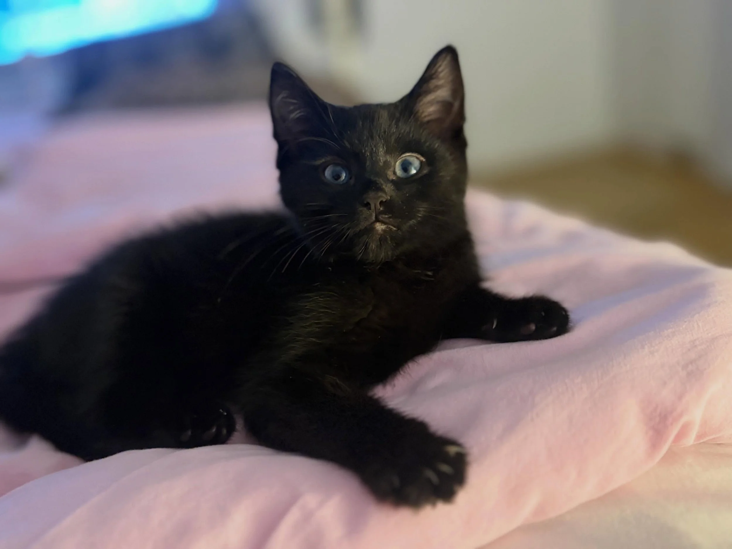 🖤AVAILABLE FOR PRE-ADOPTION 🖤

Meet Ozzy: The Ultimate Chill Cuddle Bug Prince of Darkness🧸✨

Looking for a kitten who skipped the &ldquo;naughty phase&rdquo; and went straight to being an absolute gentleman? Meet Ozzy! This gorgeous boy doesn&rsq