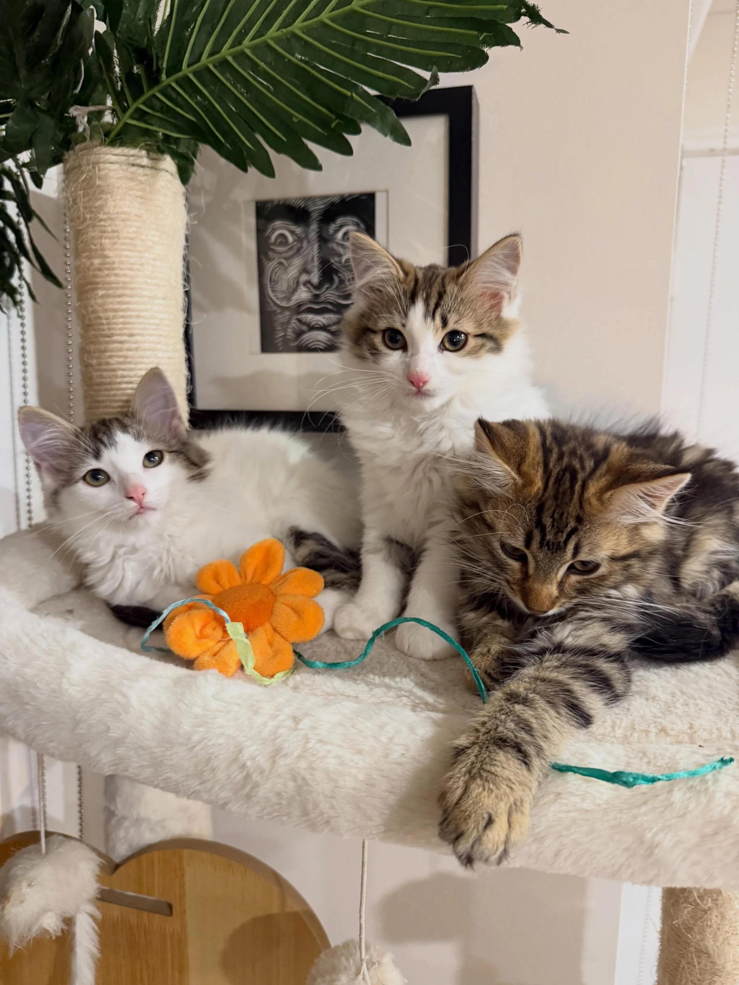 🩷 AVAILABLE FOR ADOPTION 🩷

✨Meet Mario, Toulouse &amp; Berlioz ✨

Think you have the perfect spot on your couch for these cuties? Here&rsquo;s how to apply:

📖 Read their bios: Head to our Pet Rescue page (link in bio) to learn about their unique
