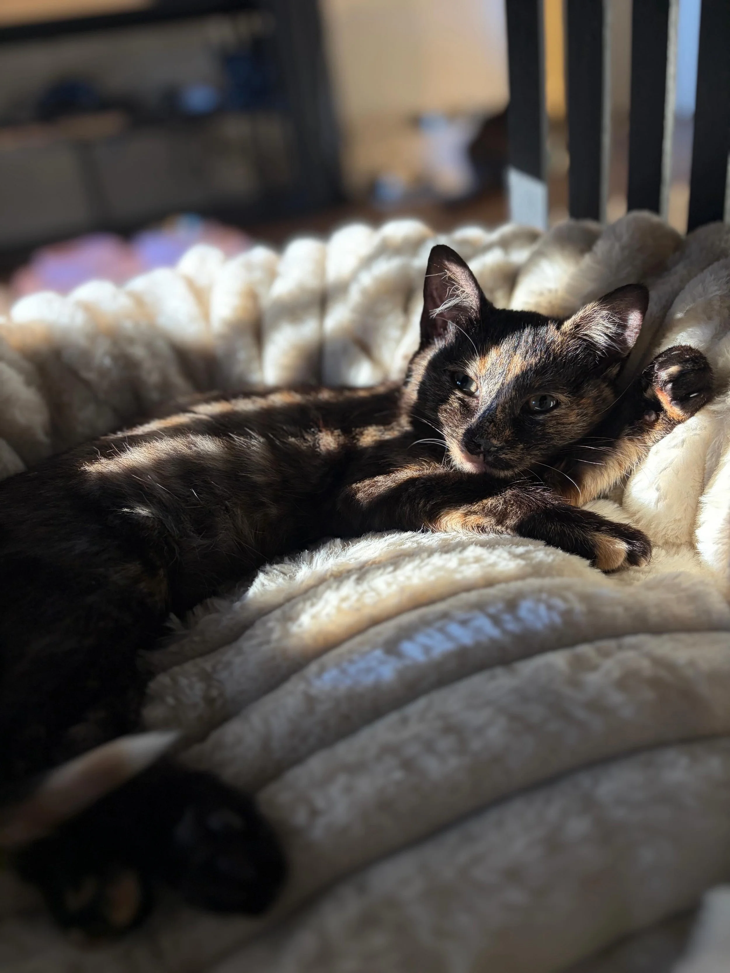 🩷 AVAILABLE FOR ADOPTION 🩷

✨Meet Whispa and Willa ✨

Think you have the perfect spot on your couch for these cuties? Here&rsquo;s how to apply:

📖 Read their bios: Head to our Pet Rescue page (link in bio) to learn about their unique personalitie