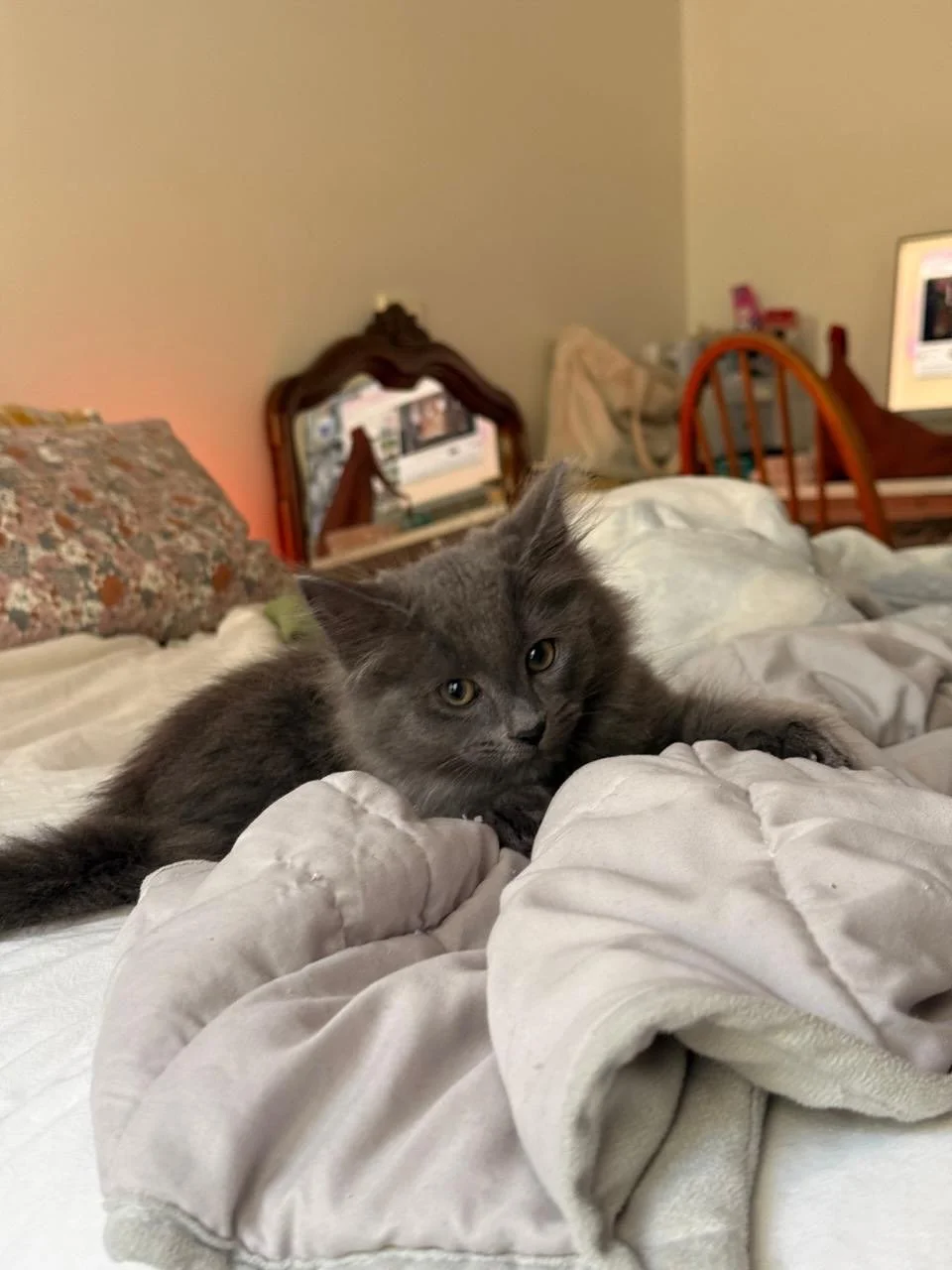 🩷 AVAILABLE FOR ADOPTION 🩷

✨Meet Basil, Rocket and Peppercorn ✨

Think you have the perfect spot on your couch for these cuties? Here&rsquo;s how to apply:

📖 Read their bios: Head to our Pet Rescue page (link in bio) to learn about their unique 