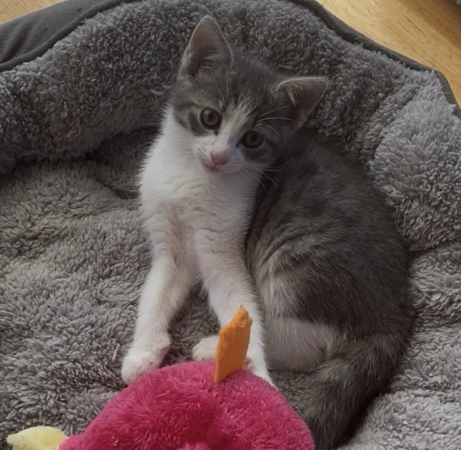 🩷AVAILABLE FOR ADOPTION🩷

🐾 Meet LuLu: The Tiny Acrobat with the Big Heart! 🐾

Are you looking for a sidekick who wants to be right in the middle of everything? Meet LuLu, our gorgeous young tabby girl with markings as beautiful as her personalit