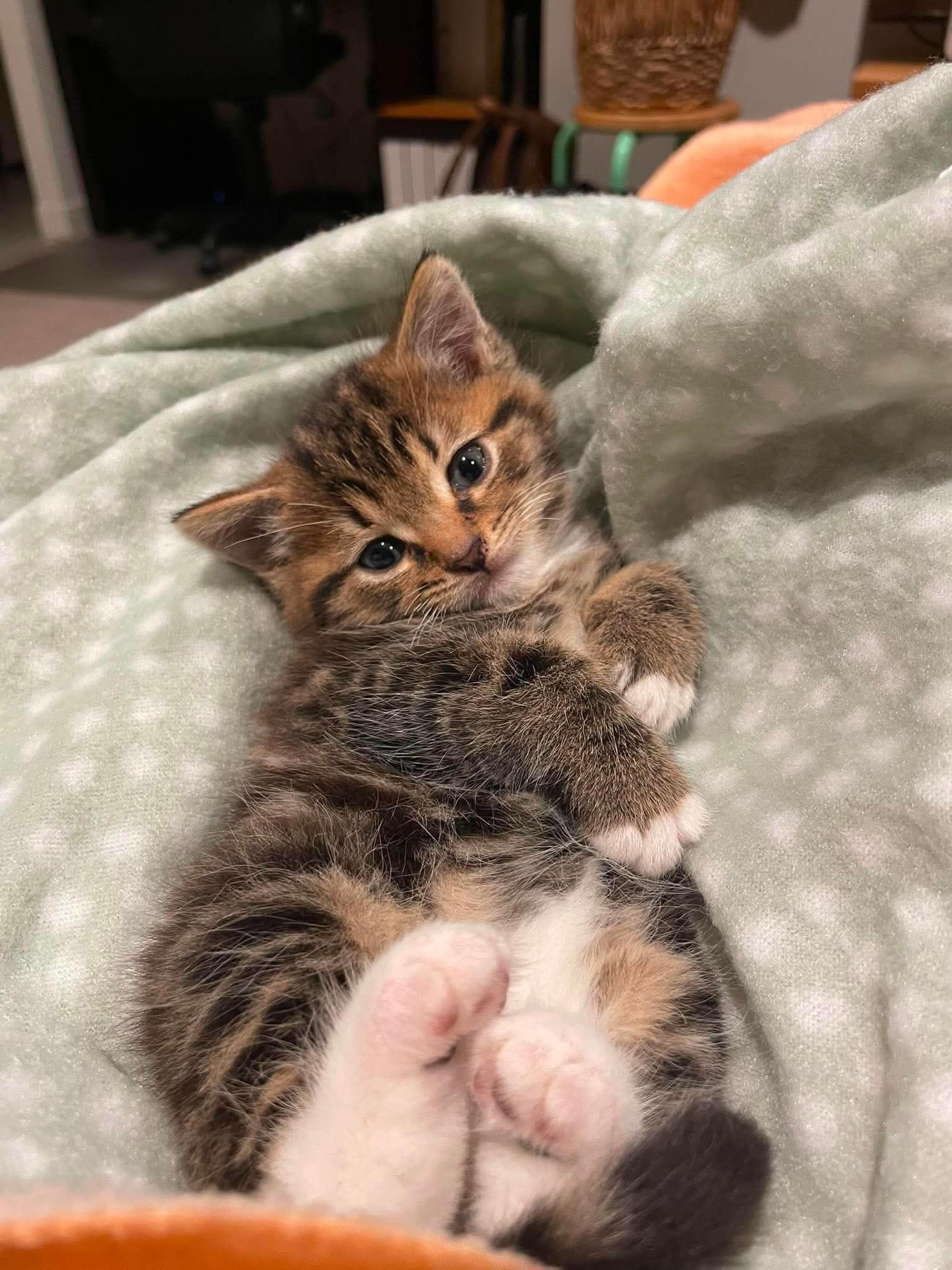 Look at those tiny pink beans. 🥺

This little nugget arrived into our care last night after being handed into an emergency vet. It&rsquo;s been a whirlwind 24 hours for him, but he is safe, warm, and already settling into foster care perfectly!

The
