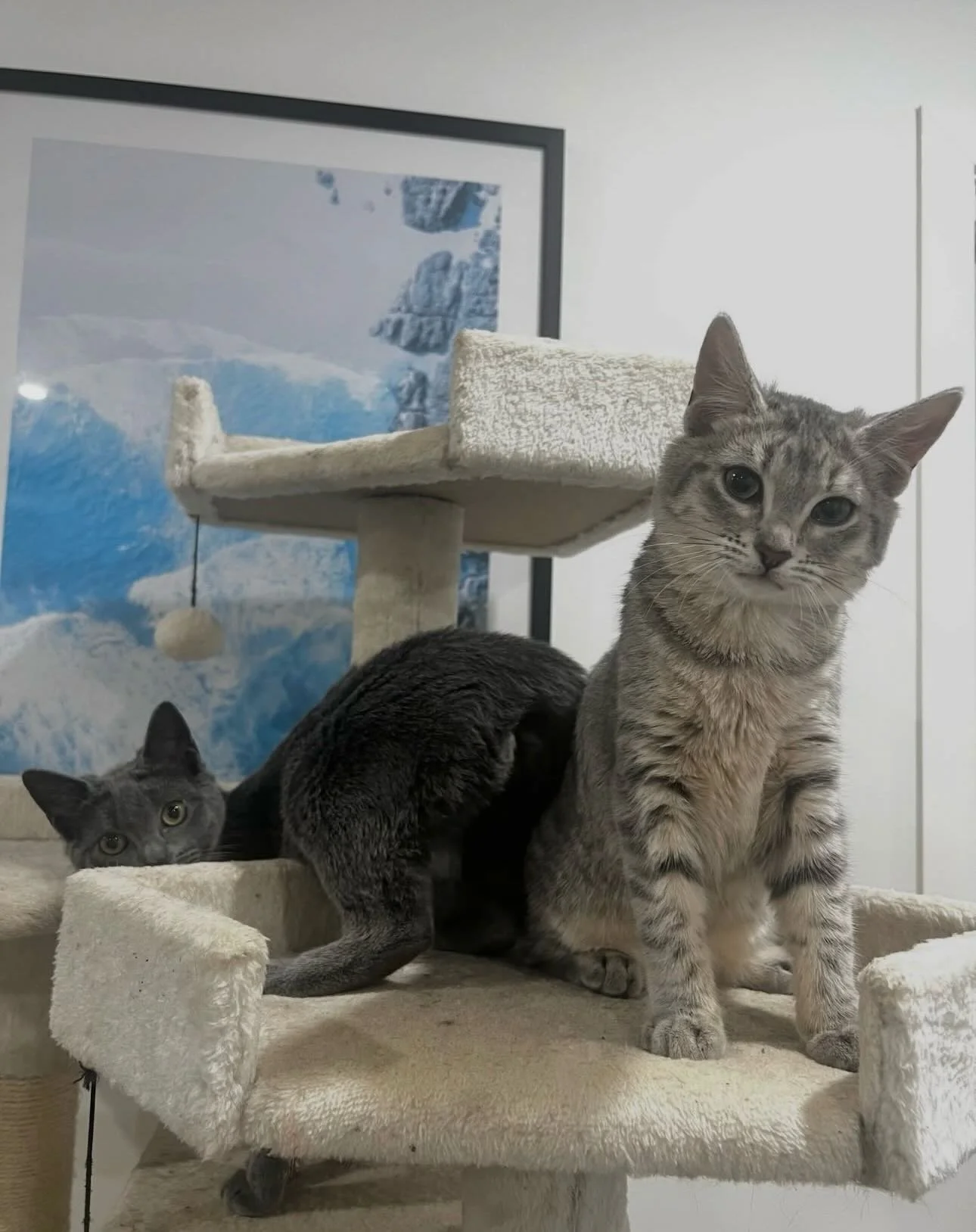 🐾 Elsie &amp; Lottie | Sister Duo 👯&zwj;♀️ 

The adoption market is rough, okay? We&rsquo;ve had next to no adoption interest for these two🙅&zwj;♀️ It got so bad that Elsie started an OnlyCats just to pay for premium wet food!

Please adopt them b