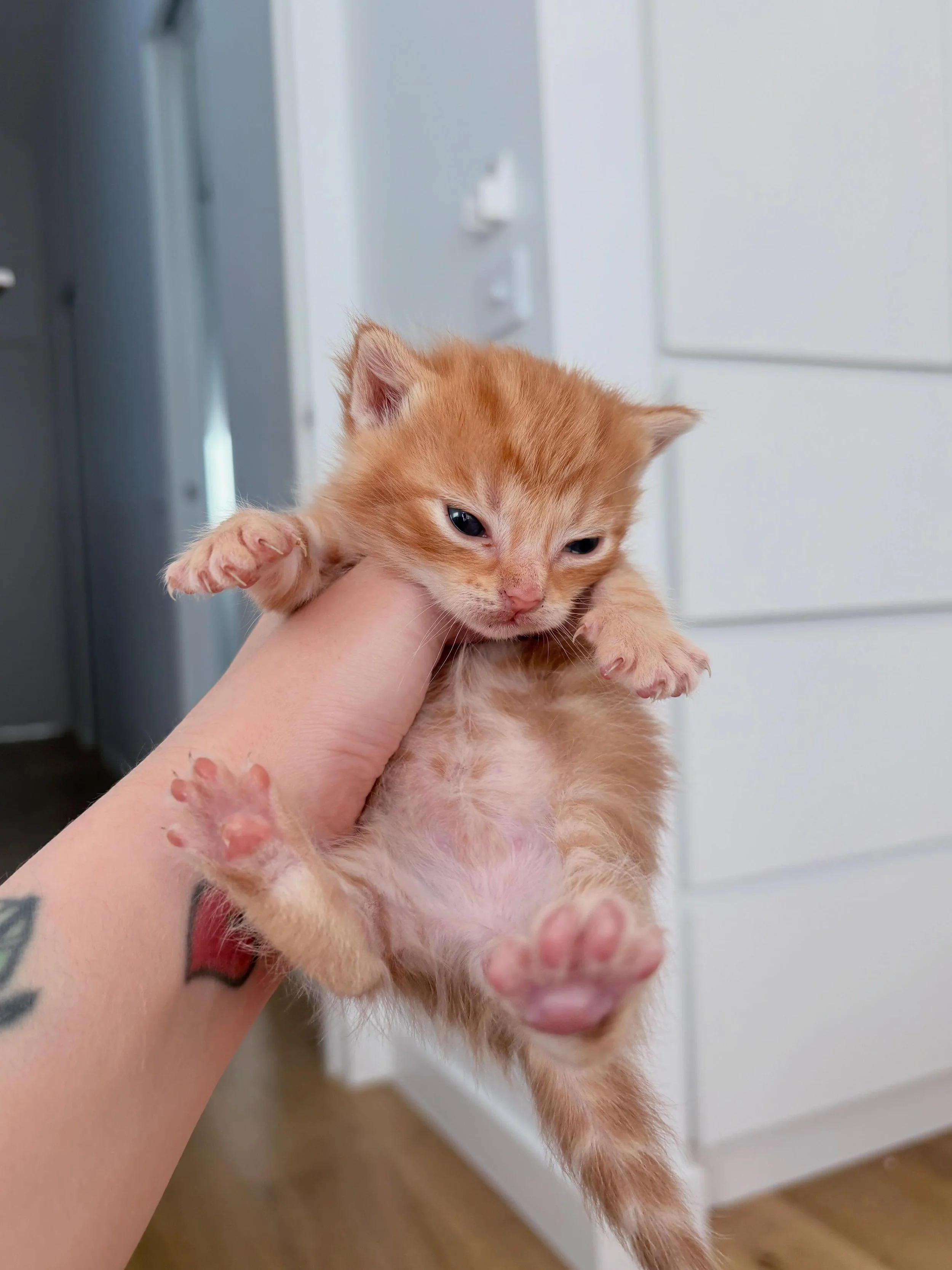 Our newest intakes are three little boys and their mama. Found by a member of the public and handed into a vet clinic. They are all as sweet as can be. Mama is a little shy but has slowly come around and is now nice and relaxed in her foster home🧡

