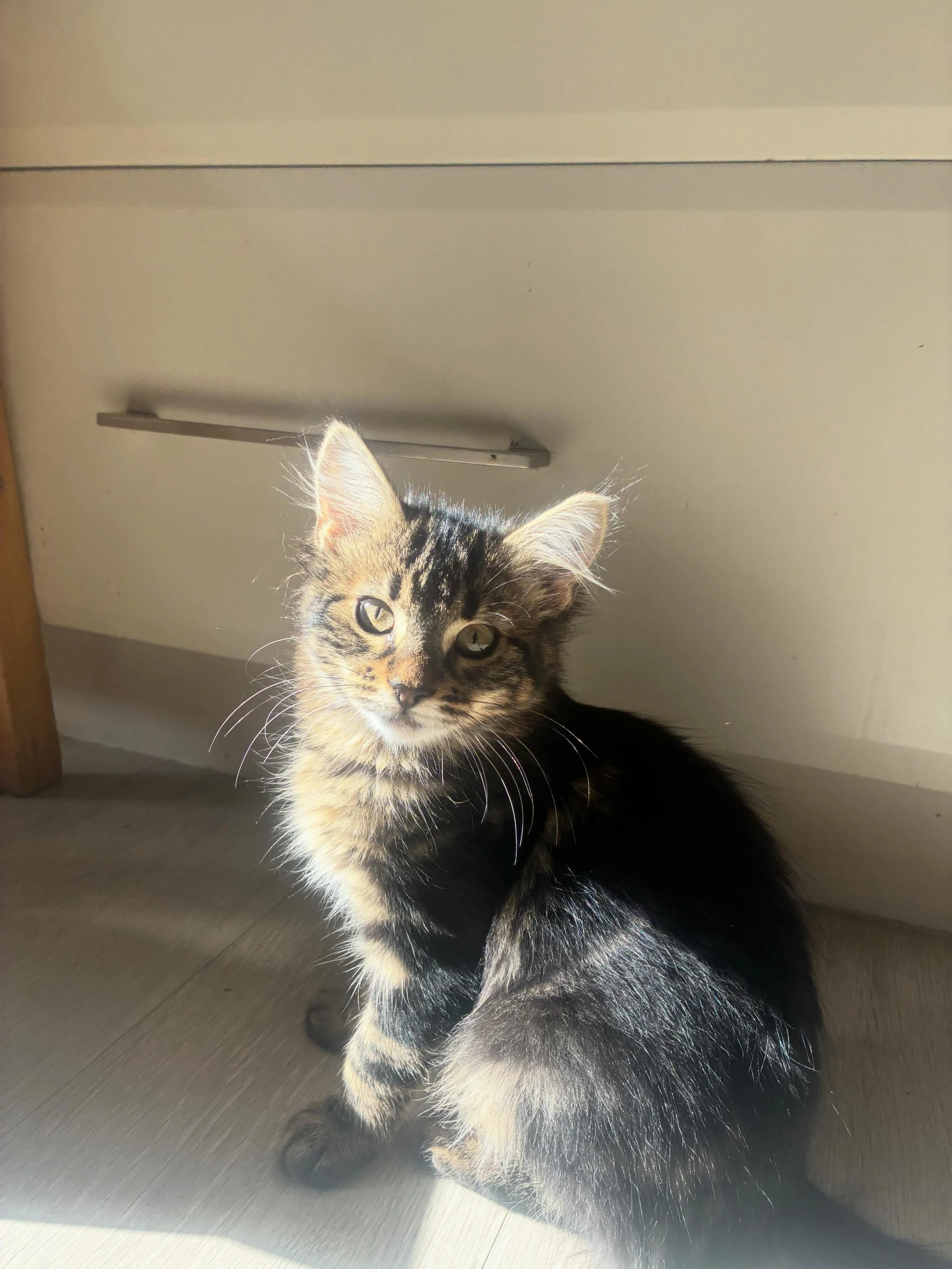 🩷 AVAILABLE FOR ADOPTION 🩷

✨Meet Cora and Dunkley ✨

Think you have the perfect spot on your couch for these cuties? Here&rsquo;s how to apply:

📖 Read their bios: Head to our Pet Rescue page (link in bio) to learn about their unique personalitie