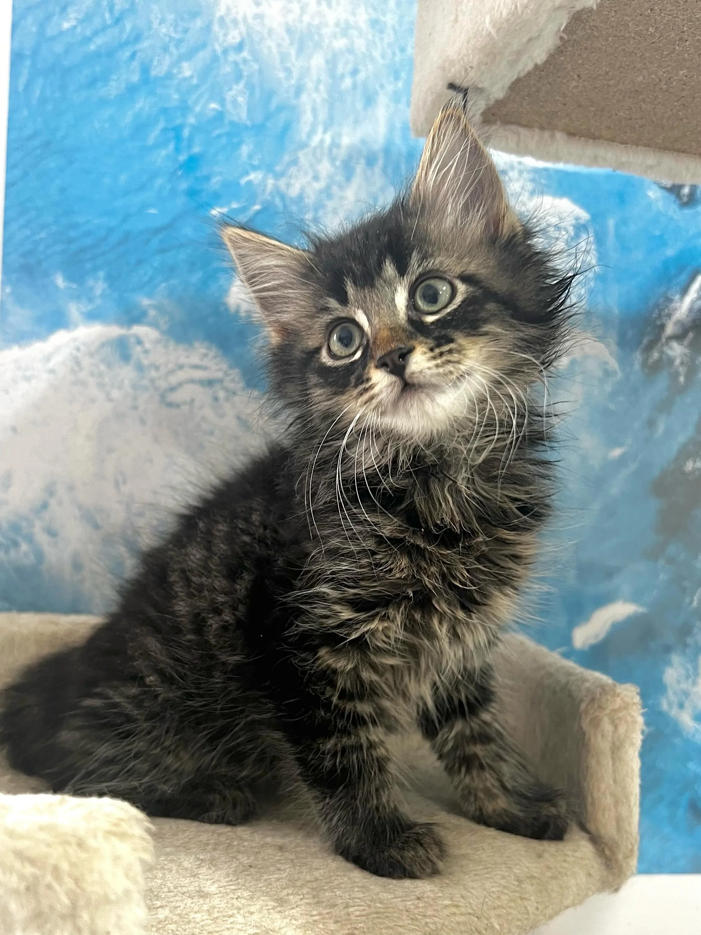 🩷 AVAILABLE FOR ADOPTION 🩷

✨Meet Dipsy, Laa-Laa, Tinky Winky and Po✨

Think you have the perfect spot on your couch for these cuties? Here&rsquo;s how to apply:

📖 Read their bios: Head to our Pet Rescue page (link in bio) to learn about their un