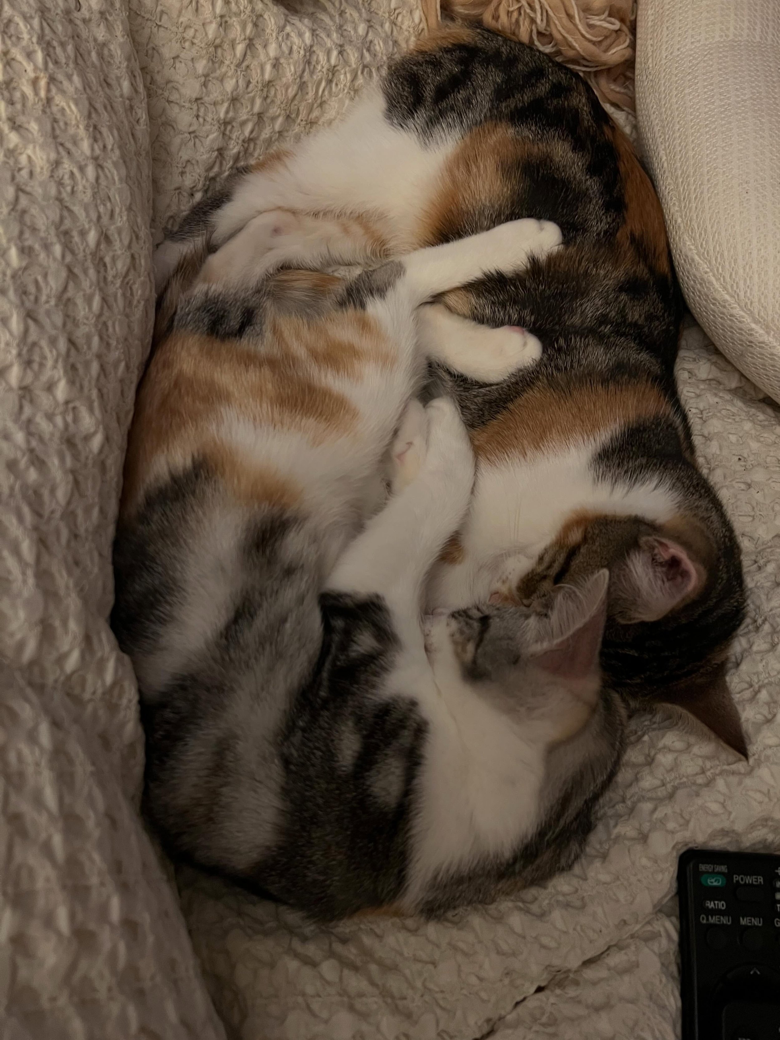 Our sweet bonded sisters Honey and Marmalade have been in foster carer since they were a few days old. We nearly lost both of them on multiple different occasions but we are so grateful they are happy and healthy here with us today!

Sadly, they have