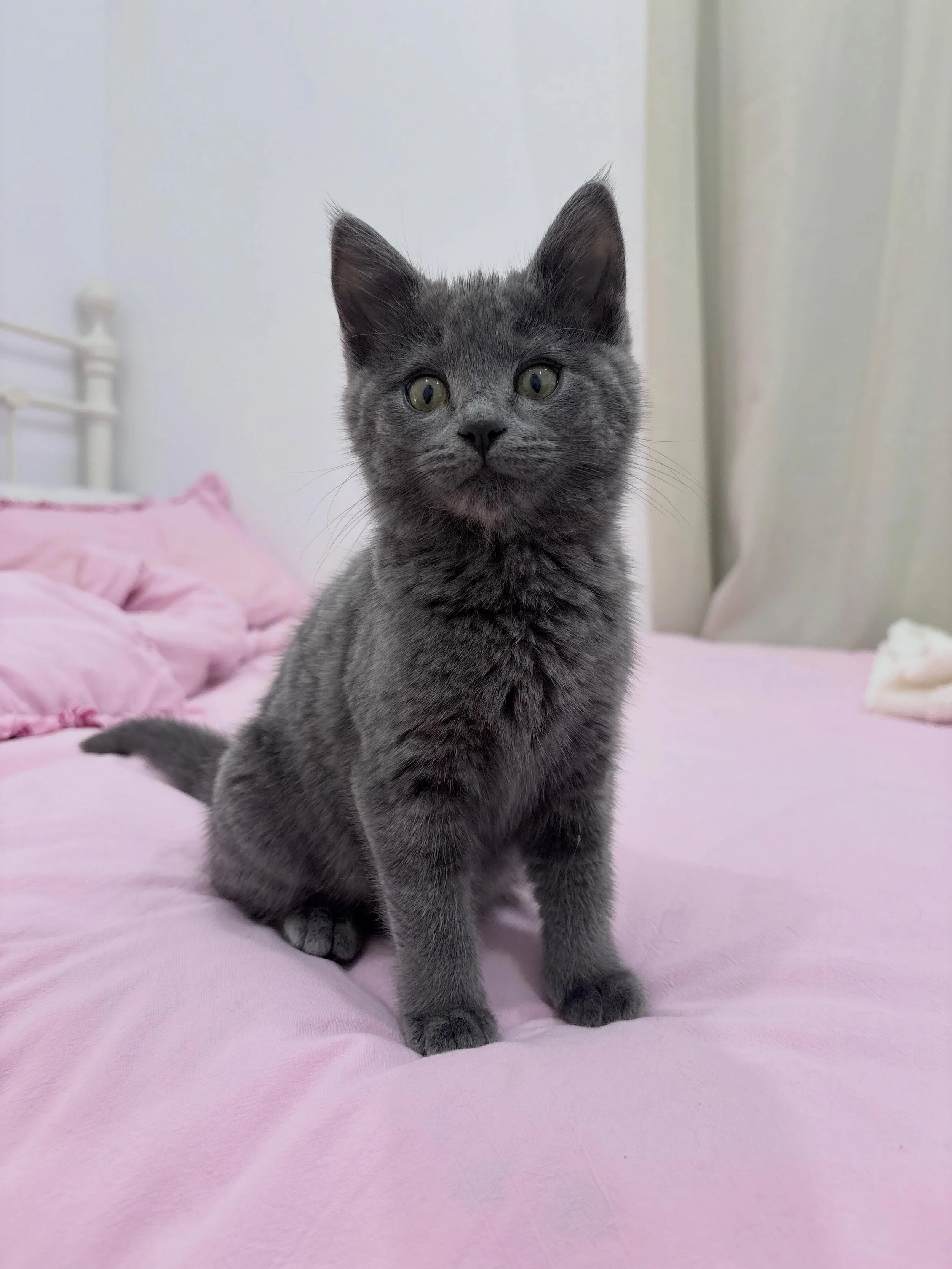 🩷AVAILABLE FOR ADOPTION🩷

✨ Meet Ella Bleu! ✨

Are you looking for a little lady with big personality? Look no further, because Ella Bleu is ready to find her forever home! 🐾

🐱 About Ella Bleu

Ella is a gorgeous, independent kitten who definite