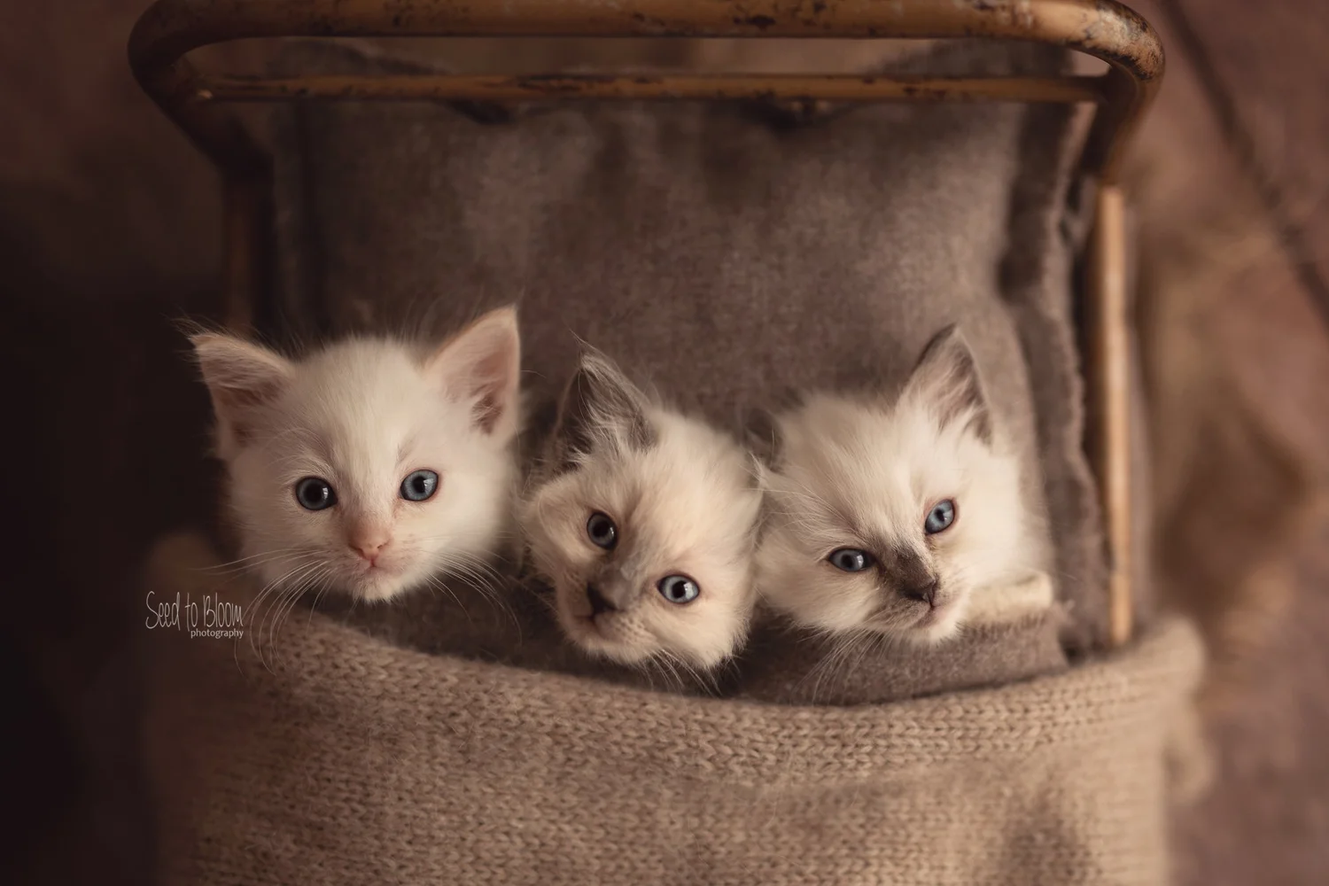 adopt-rescue-cats-of-melbourne