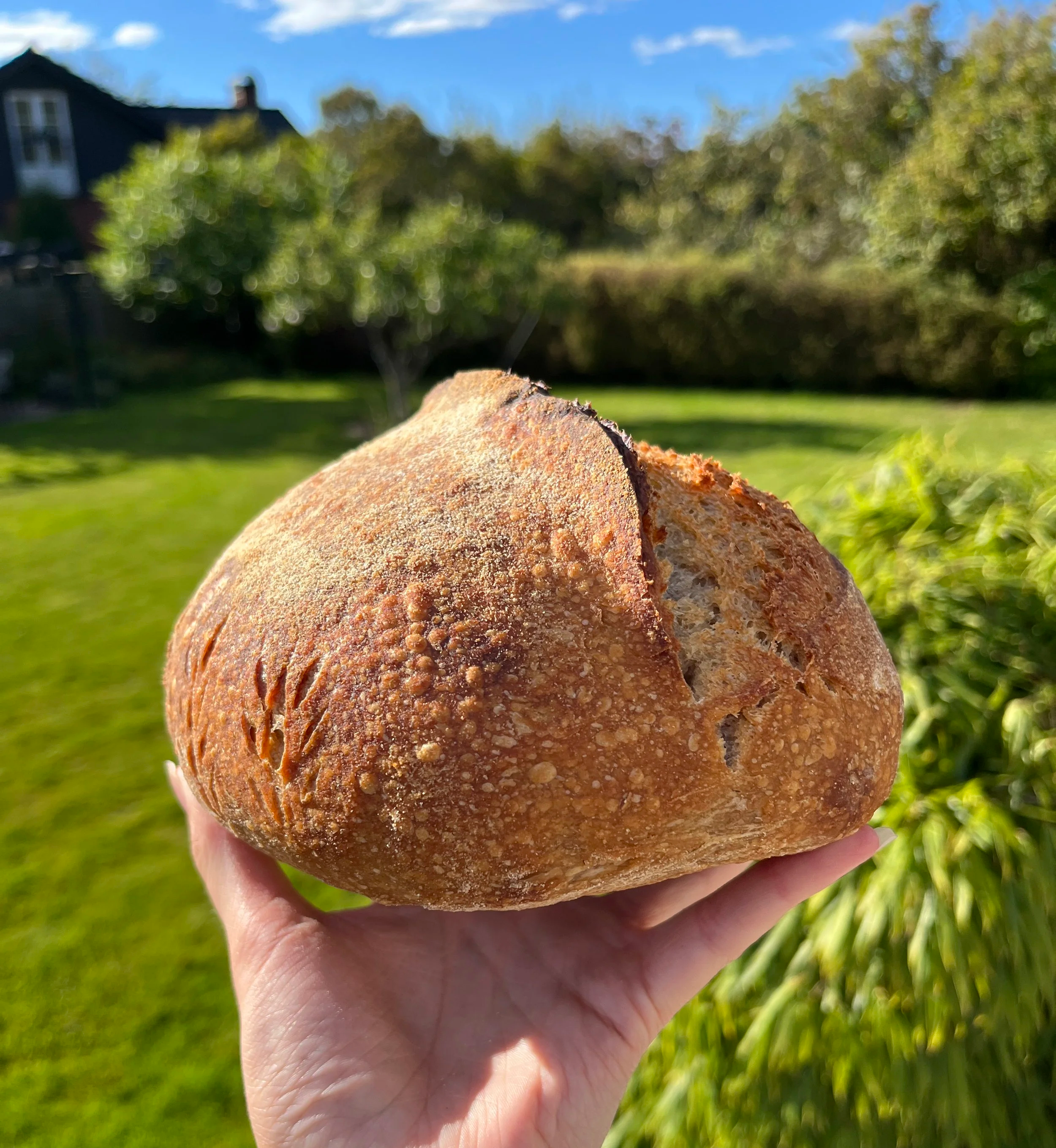 En hand som håller ett runt, ljust bröd mot en bakgrund av gröna träd och en blå himmel.